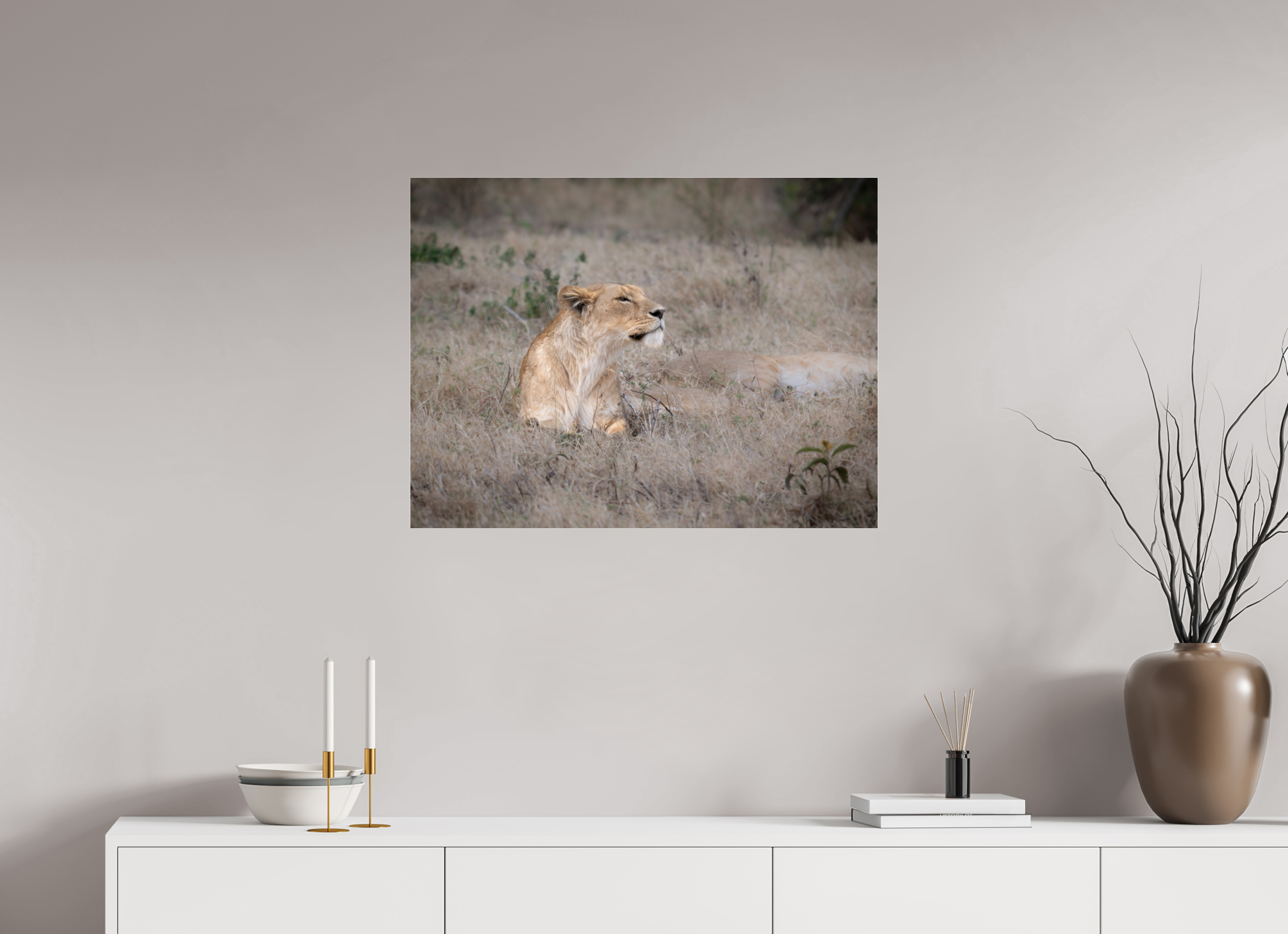 80 x 60 cm, Photo Print Under Acrylic Glass An attentive lioness (No frame)