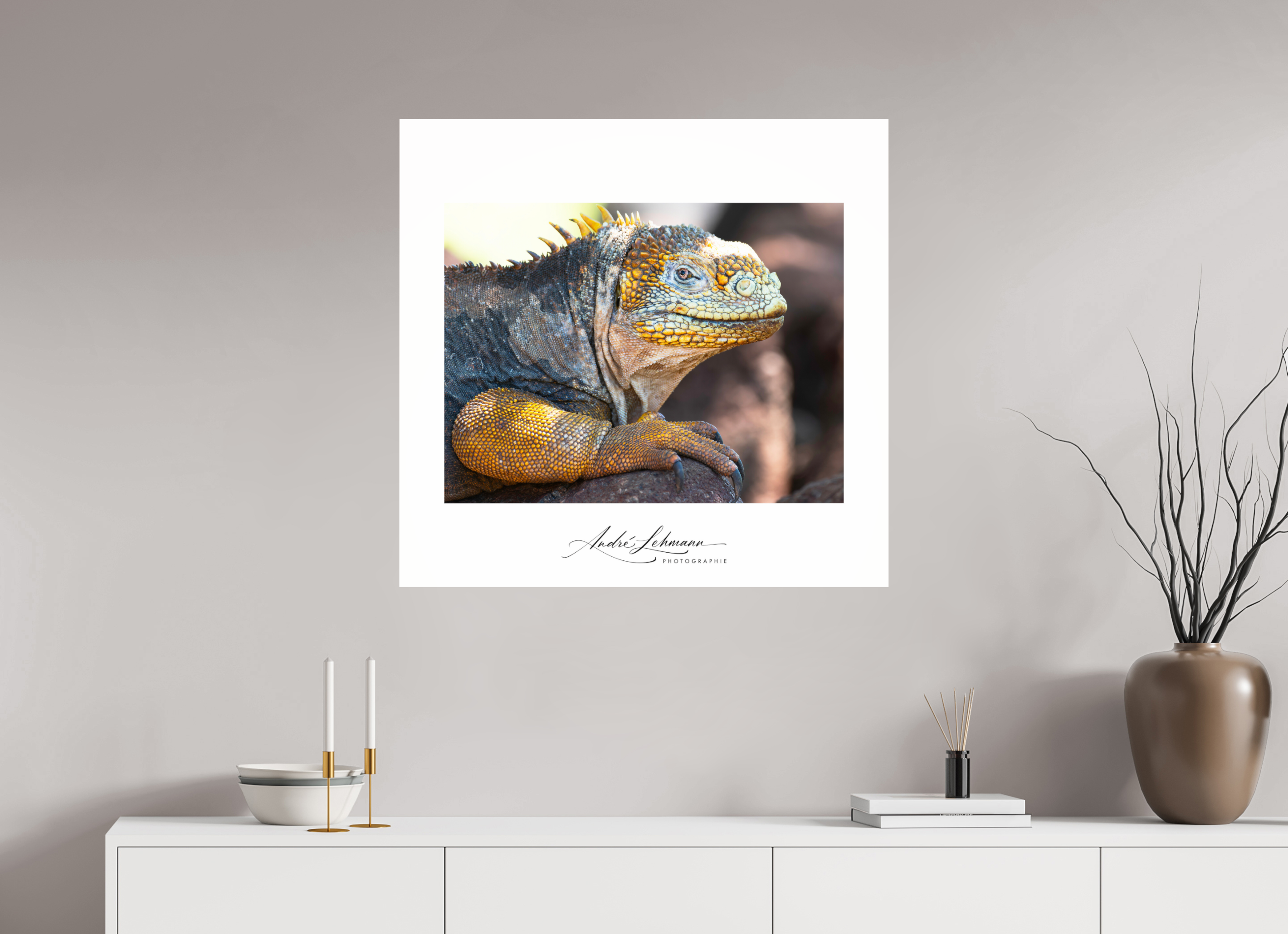 83.6 x 80 cm, Photo Print Under Acrylic Glass Galapagos Land Iguana