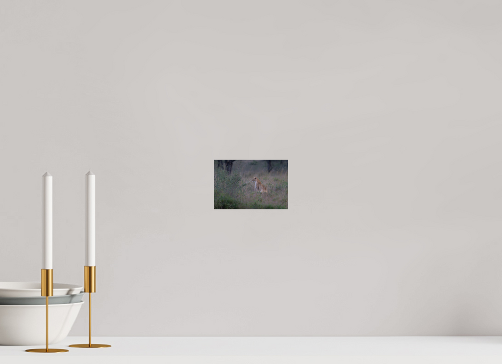 15 x 10 cm, Photo Print Under Acrylic Glass Leopard in high grass (no frame)