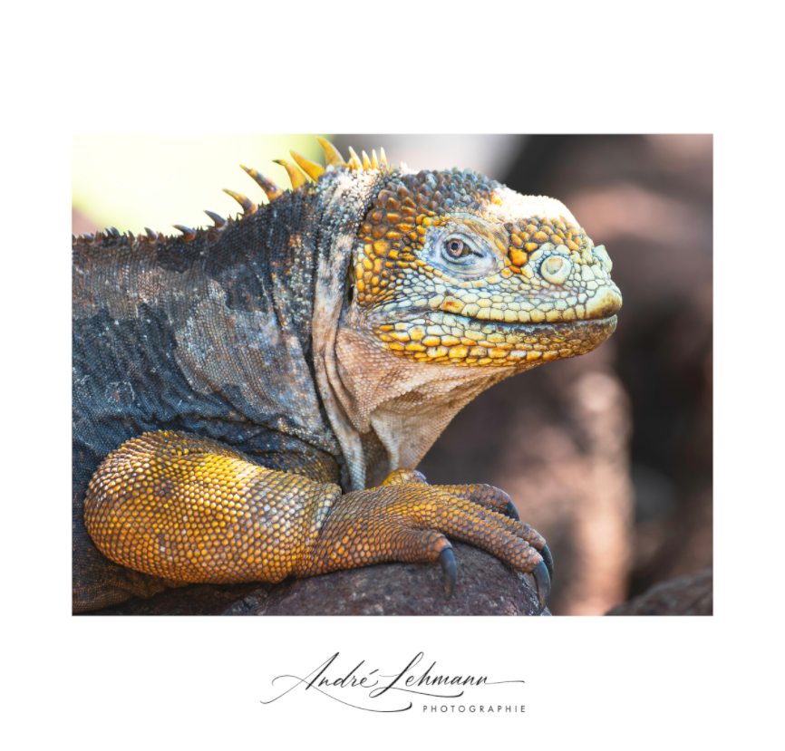 Main image Galapagos Land Iguana
