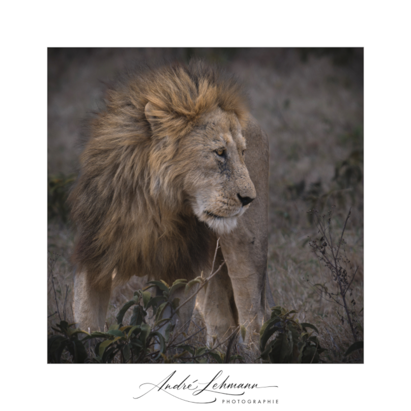 Main image Male lion (Alu dibond)