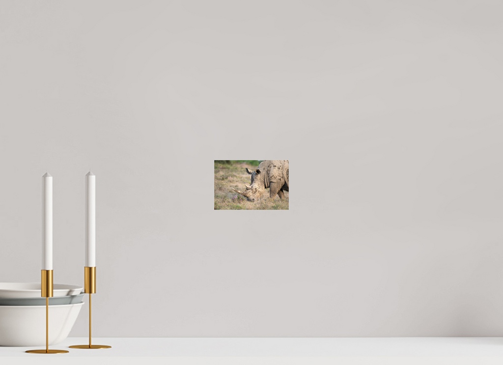15 x 10 cm, Photo Print Under Acrylic Glass Rhino (no frame)