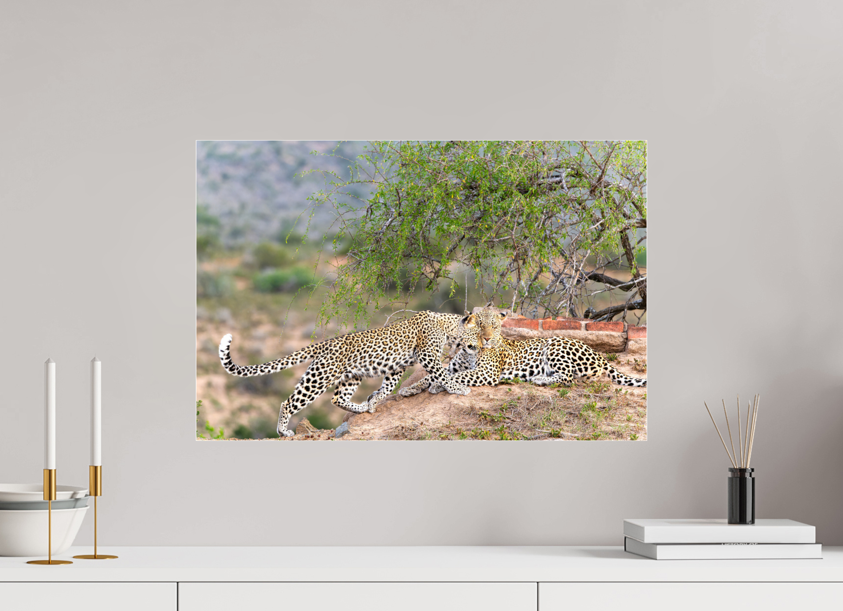 60 x 40 cm, Photo Print Under Acrylic Glass Two Leopards