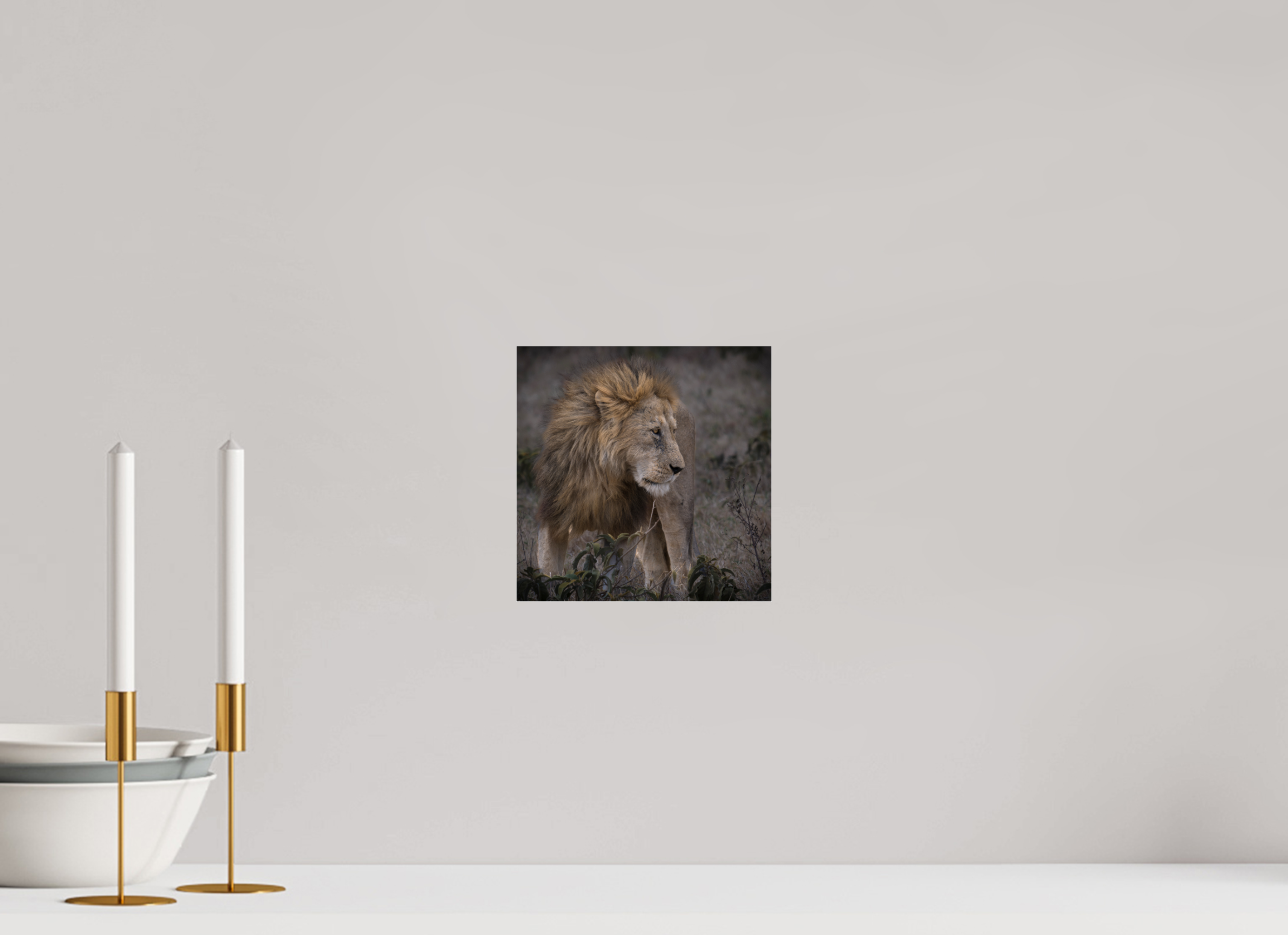 20 x 20 cm, Photo Print Under Acrylic Glass Male lion