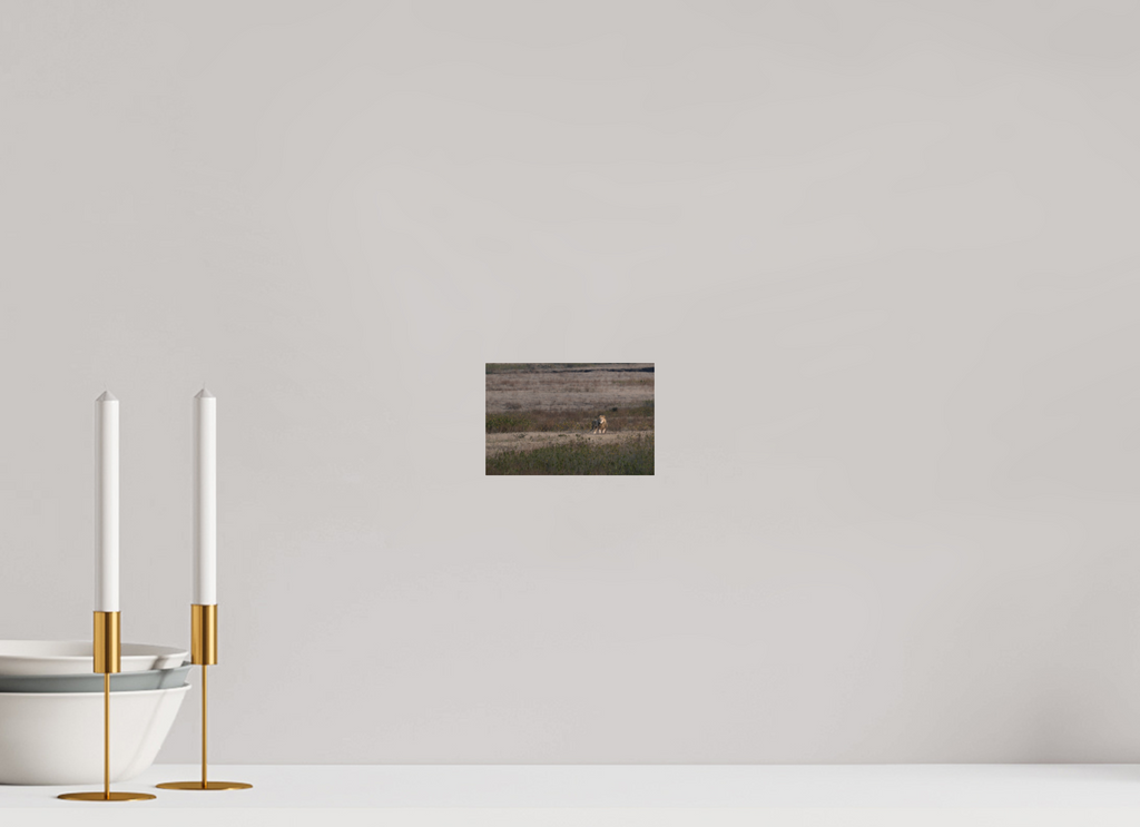 15 x 10 cm, Photo Print Under Acrylic Glass A lion surveys its territory (no frame)
