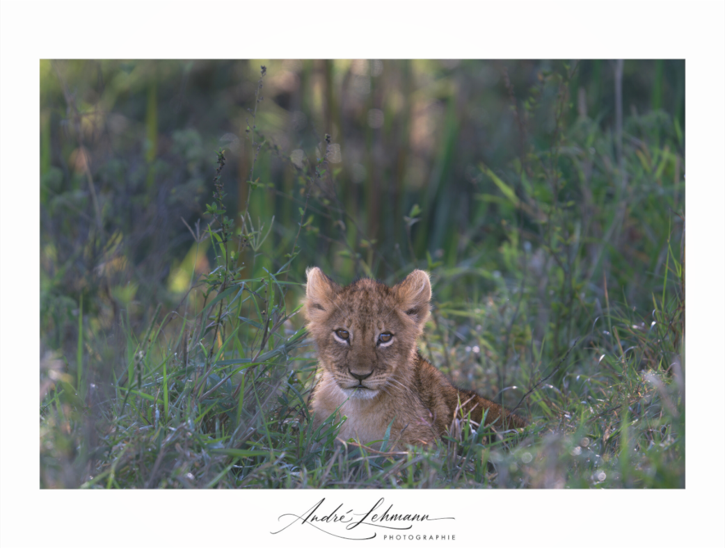 Main image Lion cub