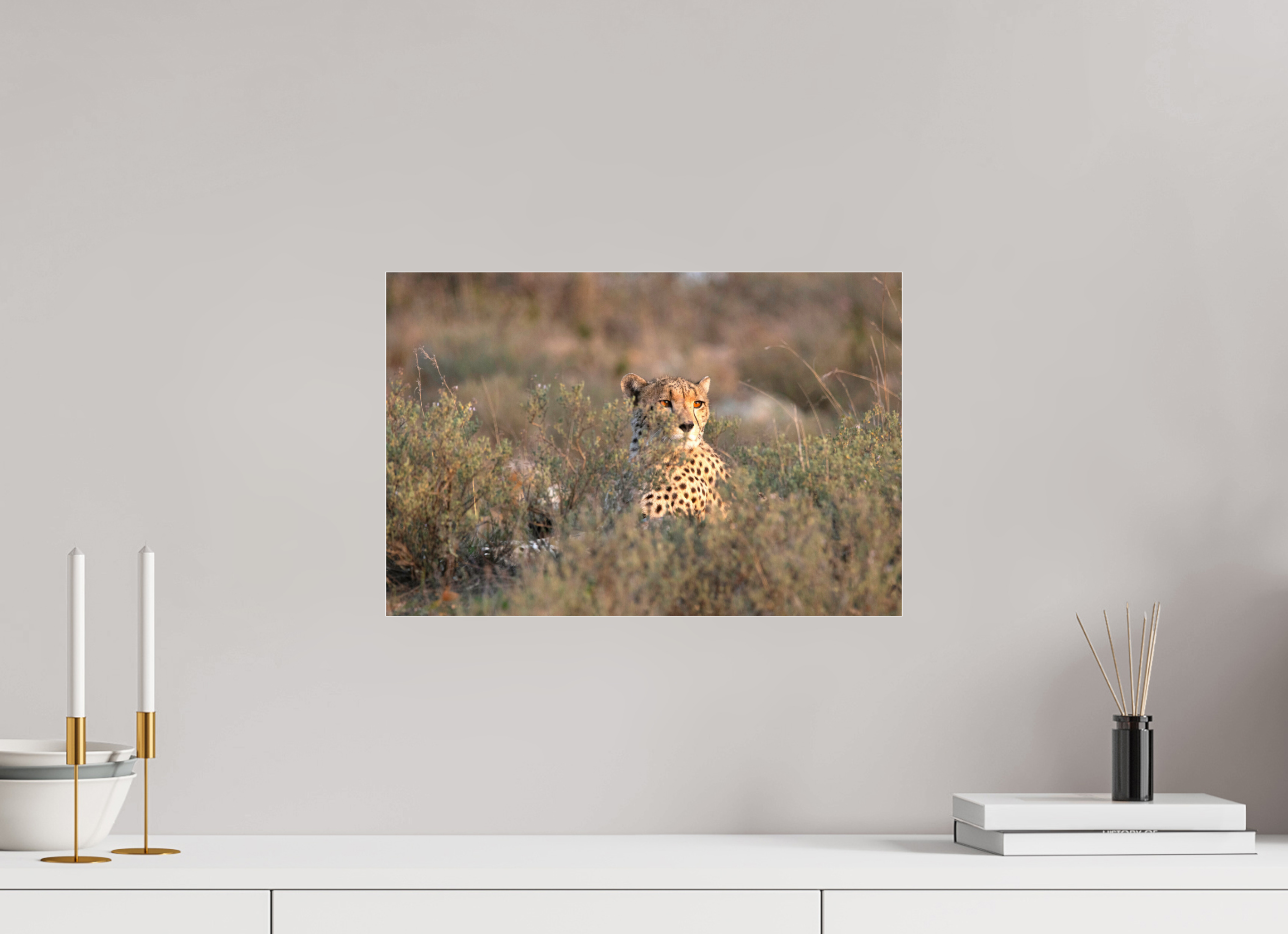 45 x 30 cm, Photo Print Under Acrylic Glass Cheetah in the grass (no frame)