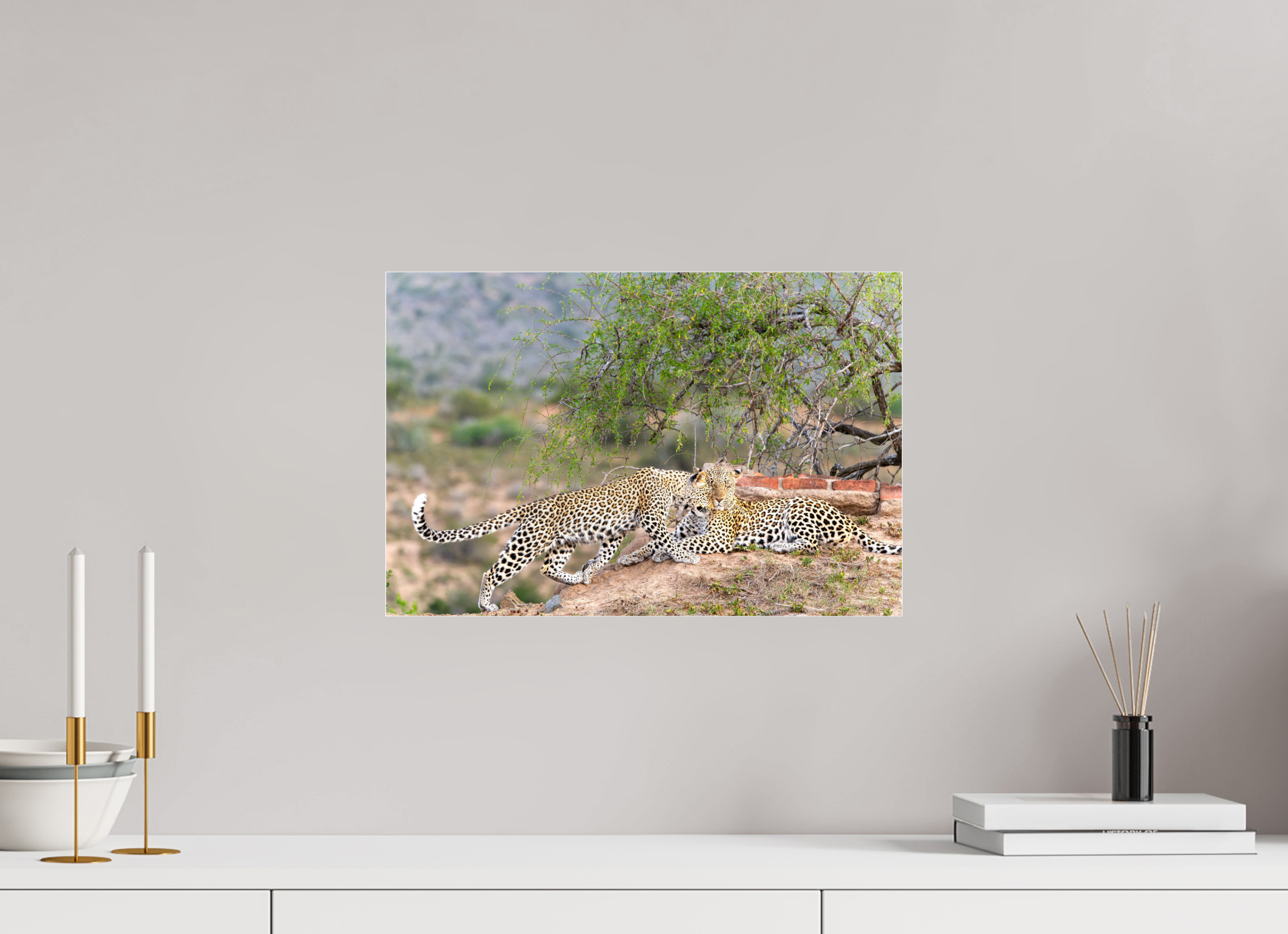 45 x 30 cm, Photo Print Under Acrylic Glass Two Leopards