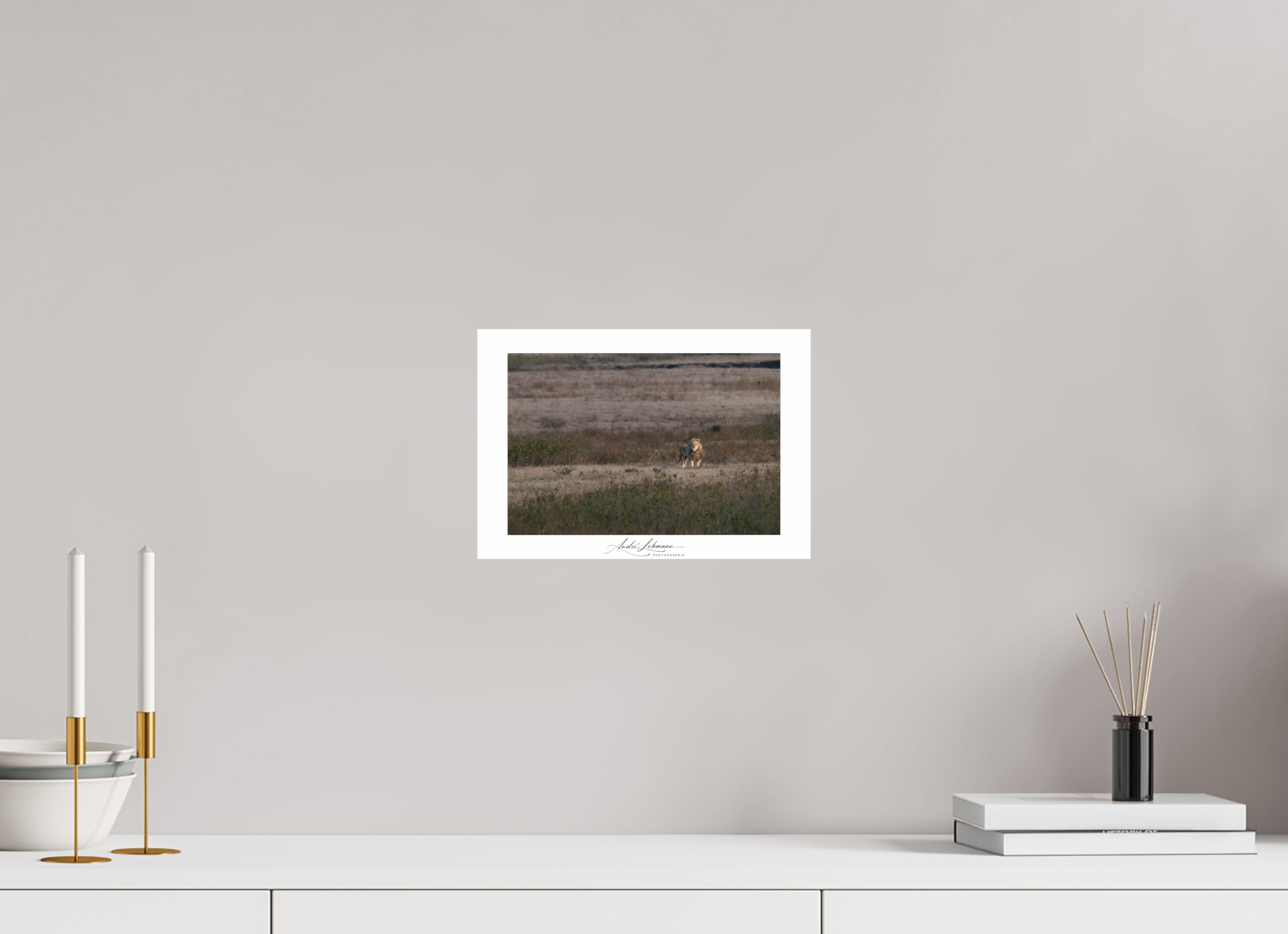 29 x 20 cm, Photo Print Under Acrylic Glass A lion surveys its territory