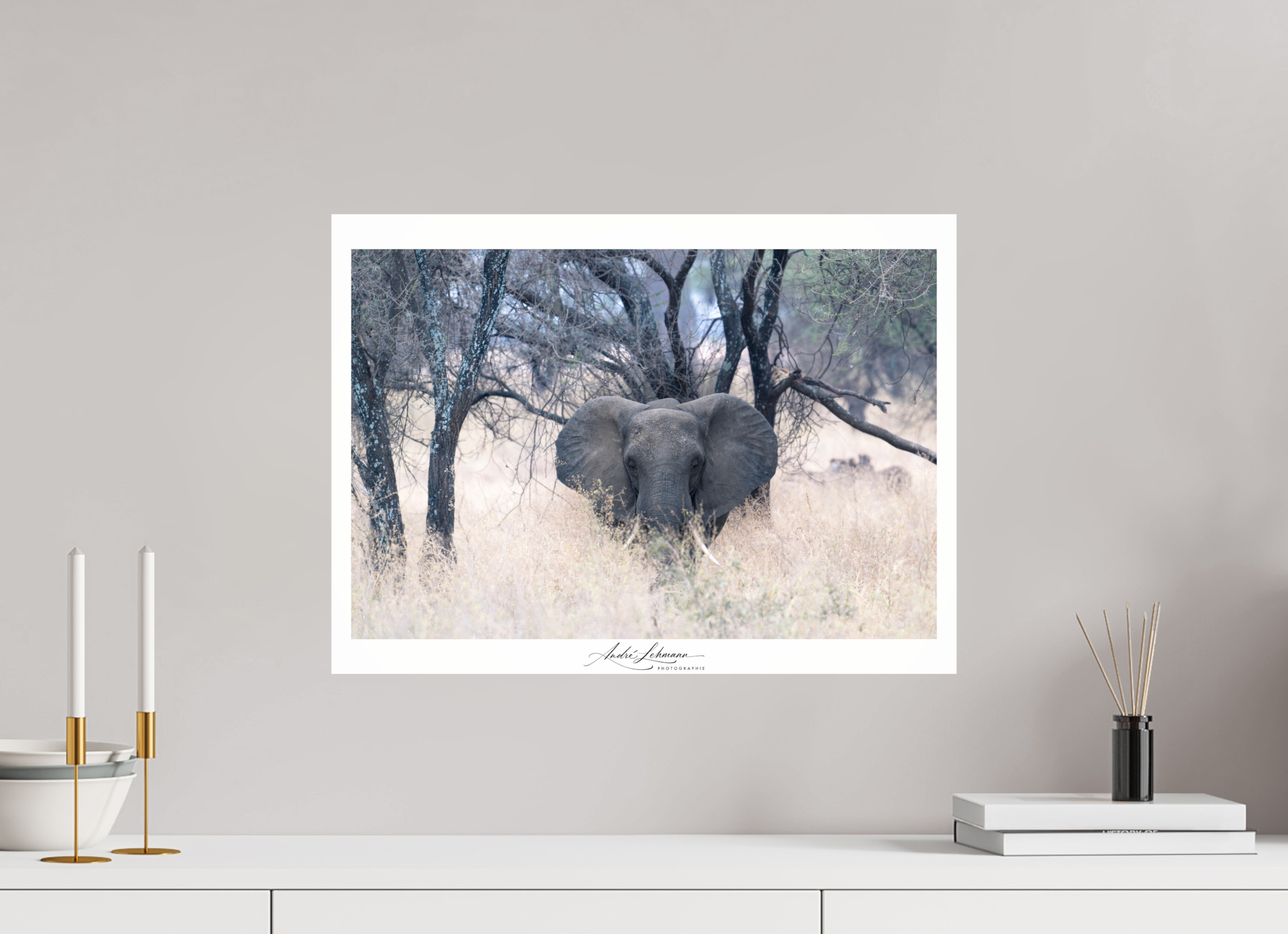 54.4 x 40 cm, Photo Print Under Acrylic Glass Elephant in the Savanna
