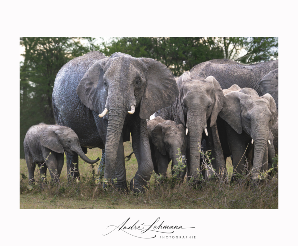 Main image Happy Elephant family (Alu dibond)