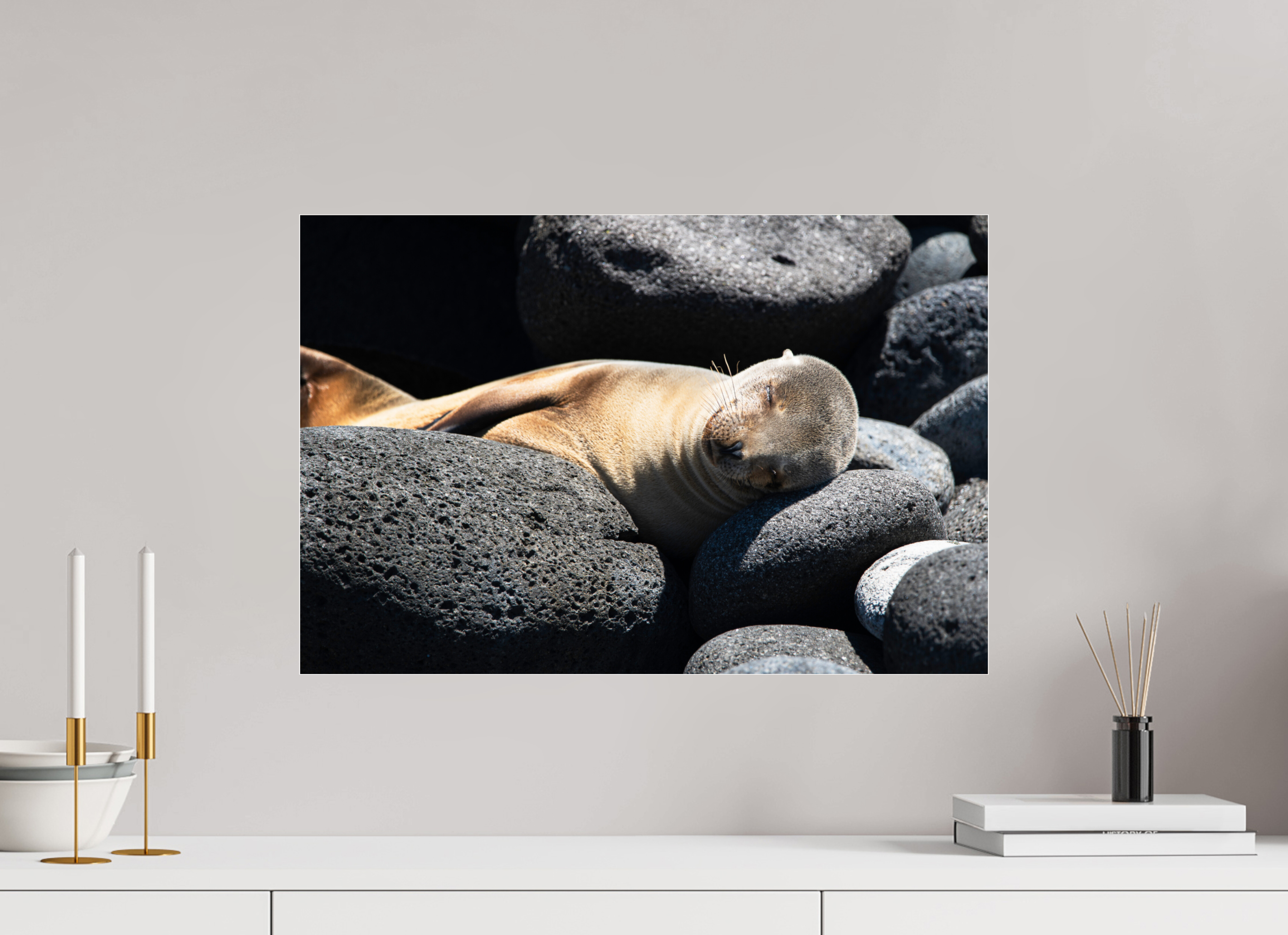 60 x 40 cm, Photo Print Under Acrylic Glass Galapagos Sea Lion