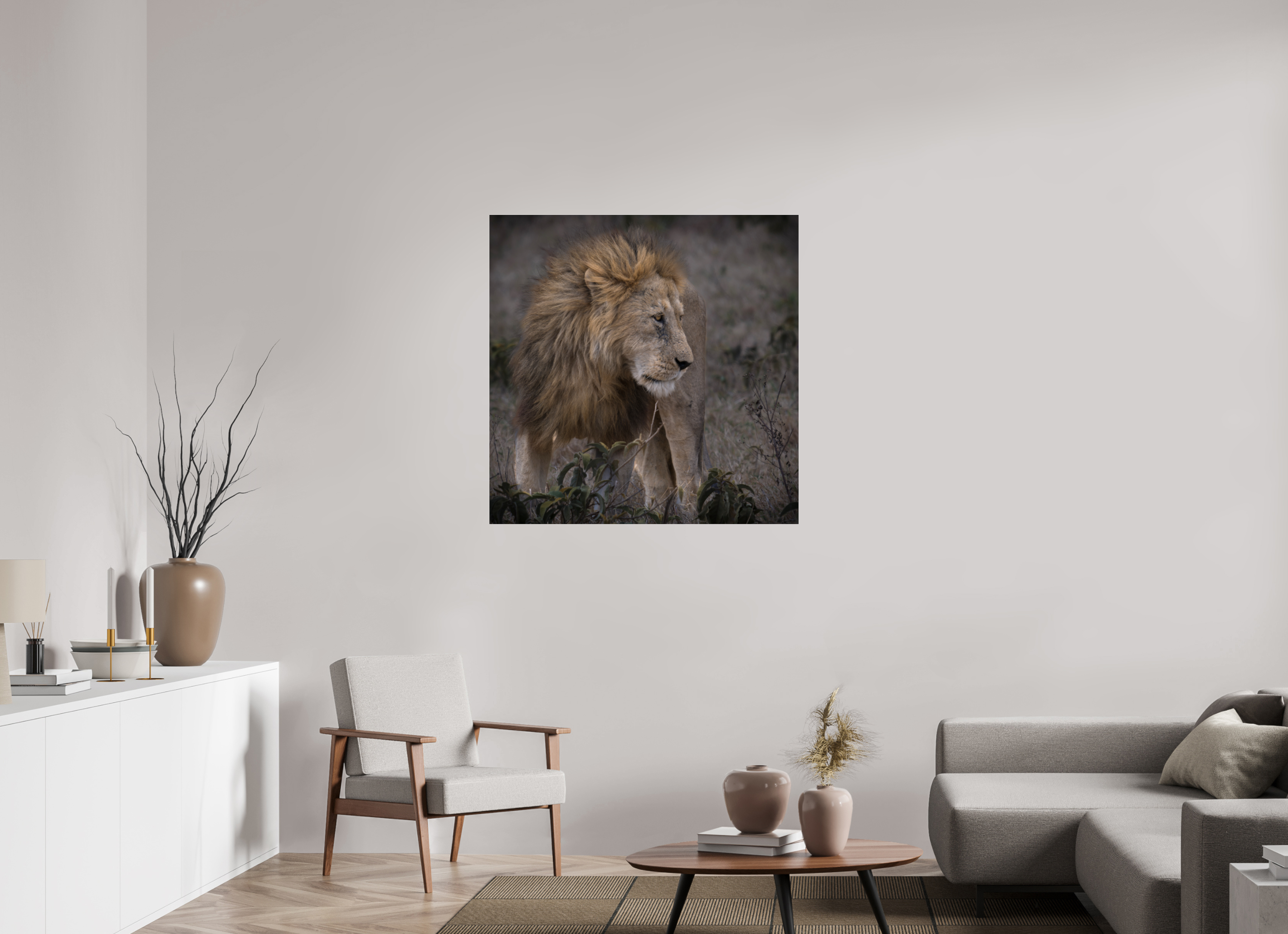 100 x 100 cm, Photo Print Under Acrylic Glass Male lion