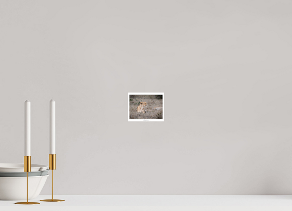 12.6 x 10 cm, Photo Print Under Acrylic Glass An attentive lioness