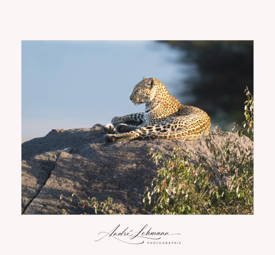 Main image Leopard scanning the horizon (Alu dibond)