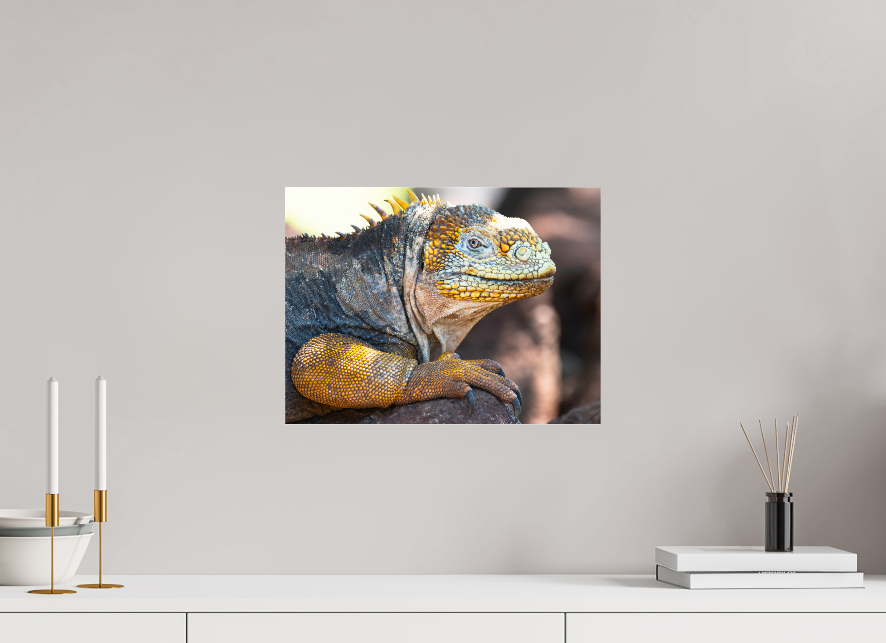 40 x 30 cm, Photo Print Under Acrylic Glass Galapagos Land Iguana (no frame)