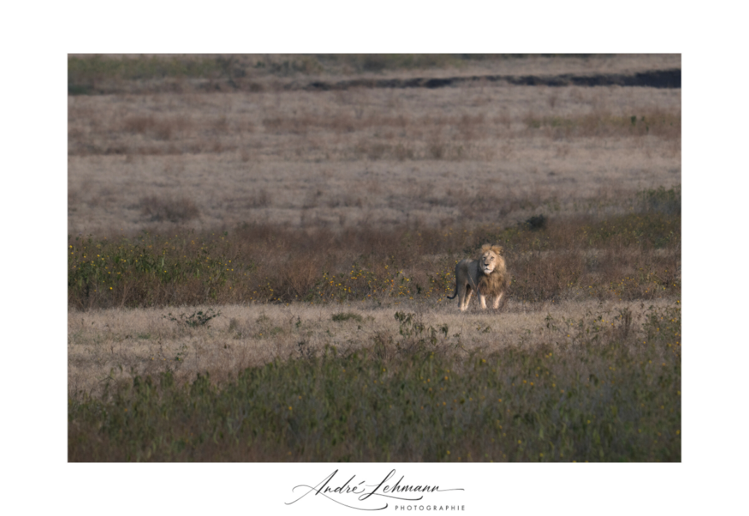Main image A lion surveys its territory (Alu dibond)