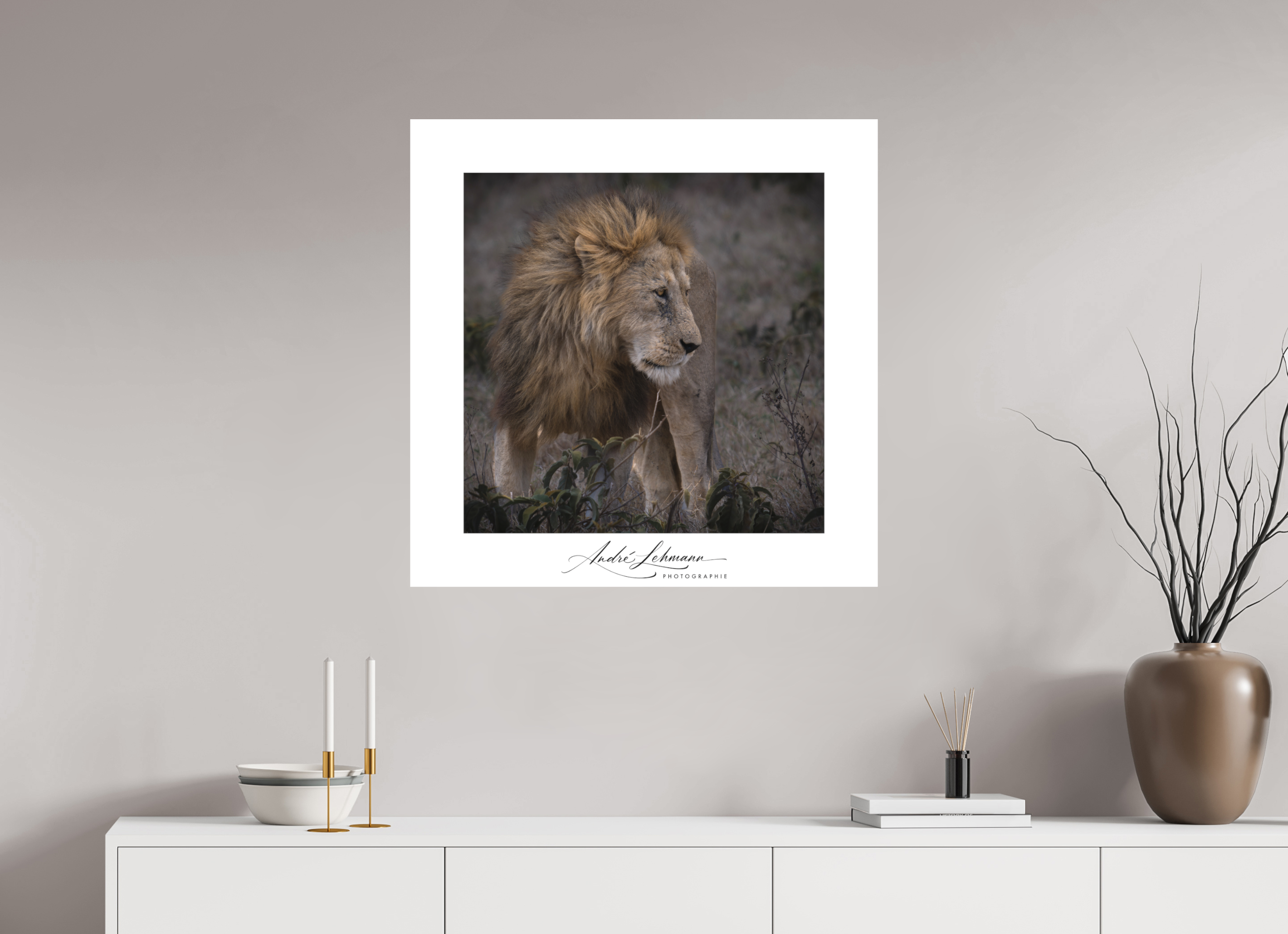 80 x 80 cm, Foto-Druck auf Alu-Dibond Male lion (Alu dibond)
