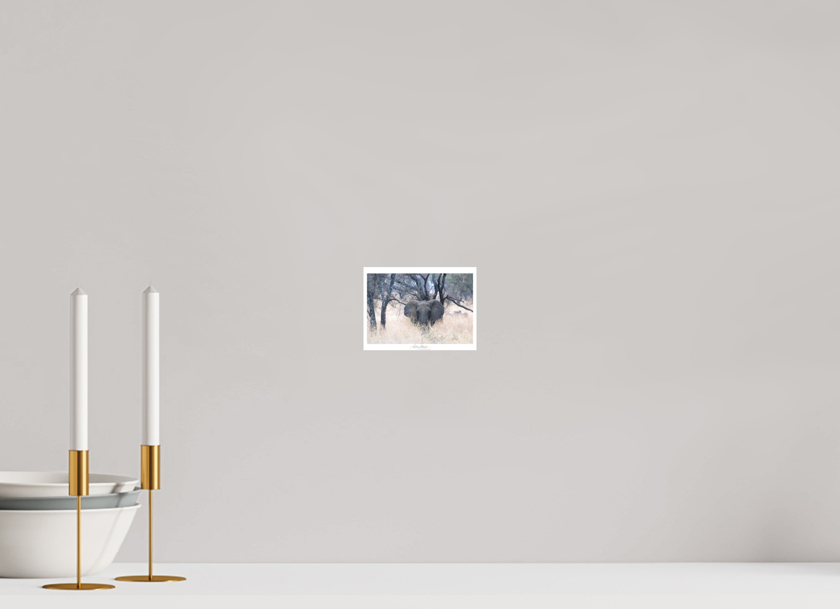 13.6 x 10 cm, Foto-Druck auf Alu-Dibond African Elephant