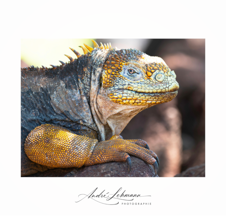 Main image Galapagos Land Iguana