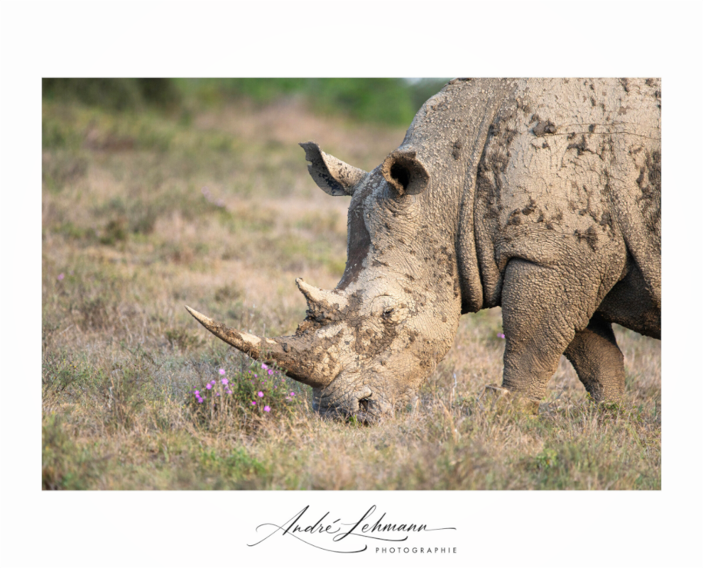 Main image Rhino