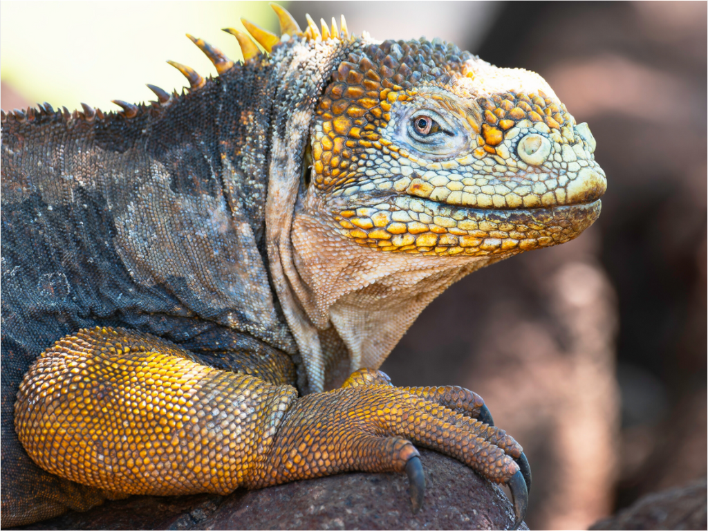 Main image Galapagos Land Iguana (no frame)