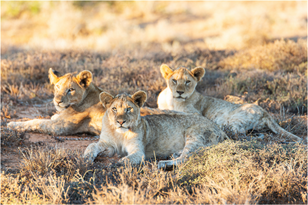 Main image Lion cubs (no frame)