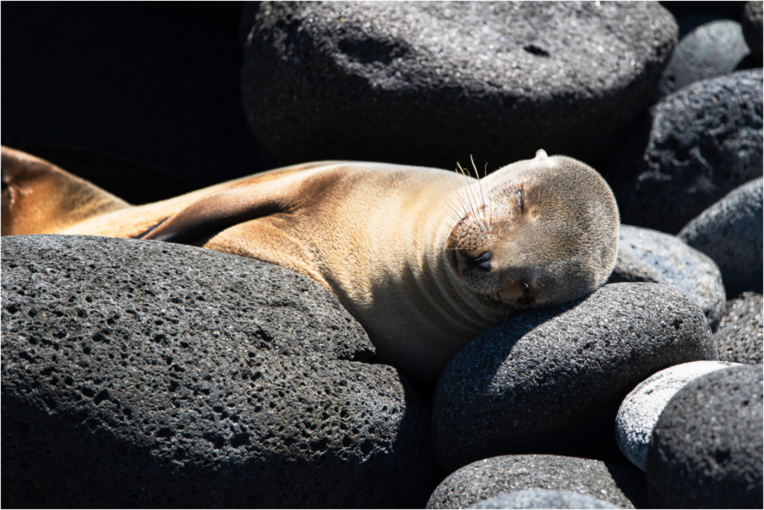 Main image Galapagos Sea Lion