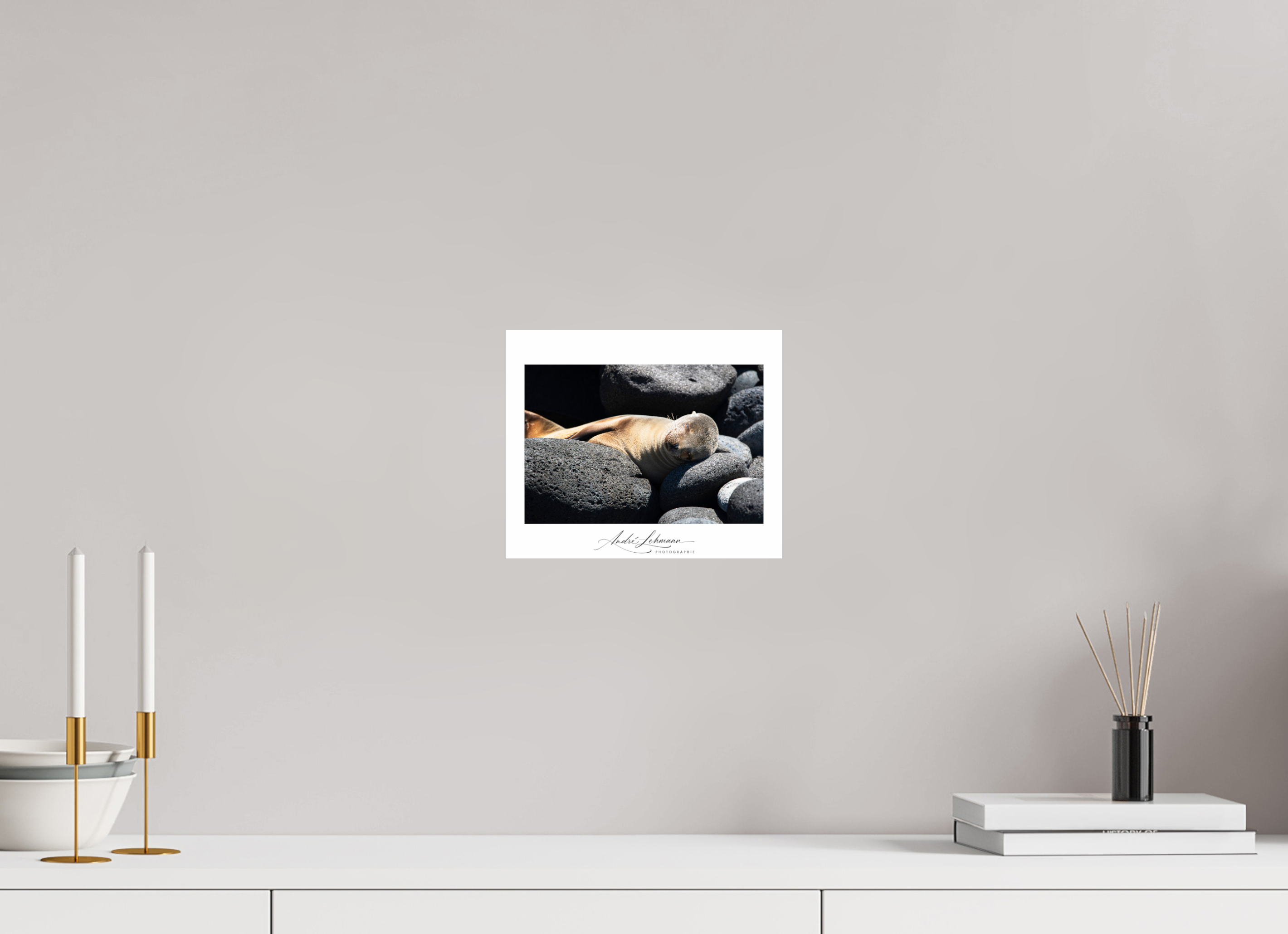 24.2 x 20 cm, Photo Print Under Acrylic Glass Galapagos sea lion