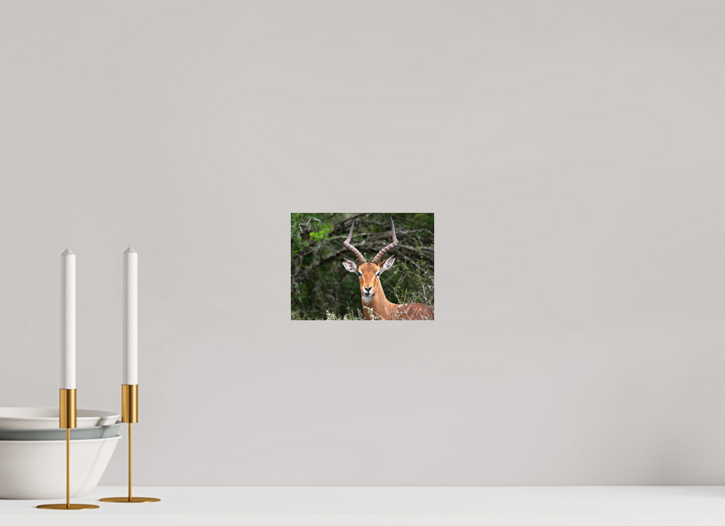 20 x 15 cm, Photo Print Under Acrylic Glass Impala (mo Frame)