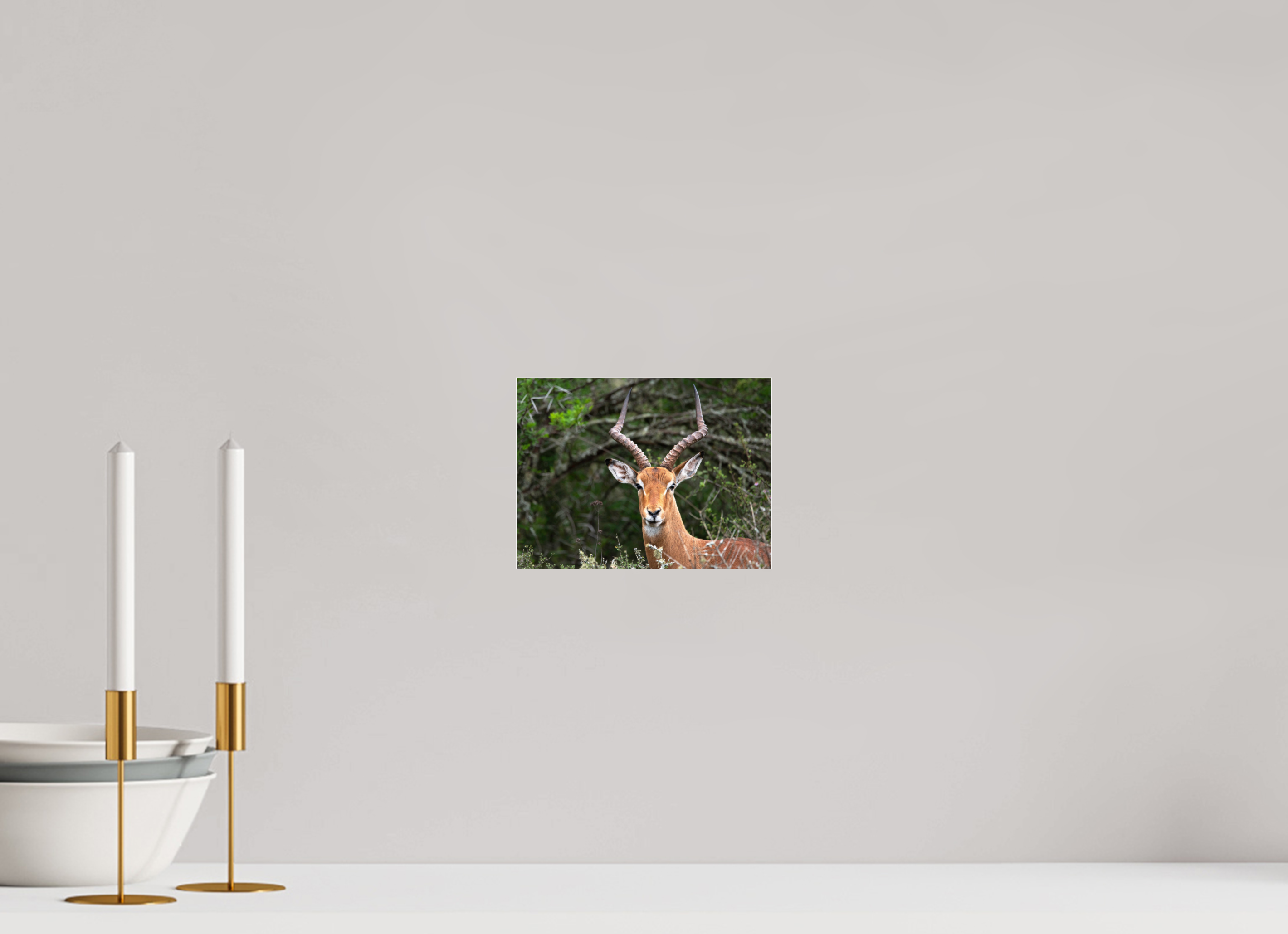 20 x 15 cm, Photo Print Under Acrylic Glass Impala (mo Frame)
