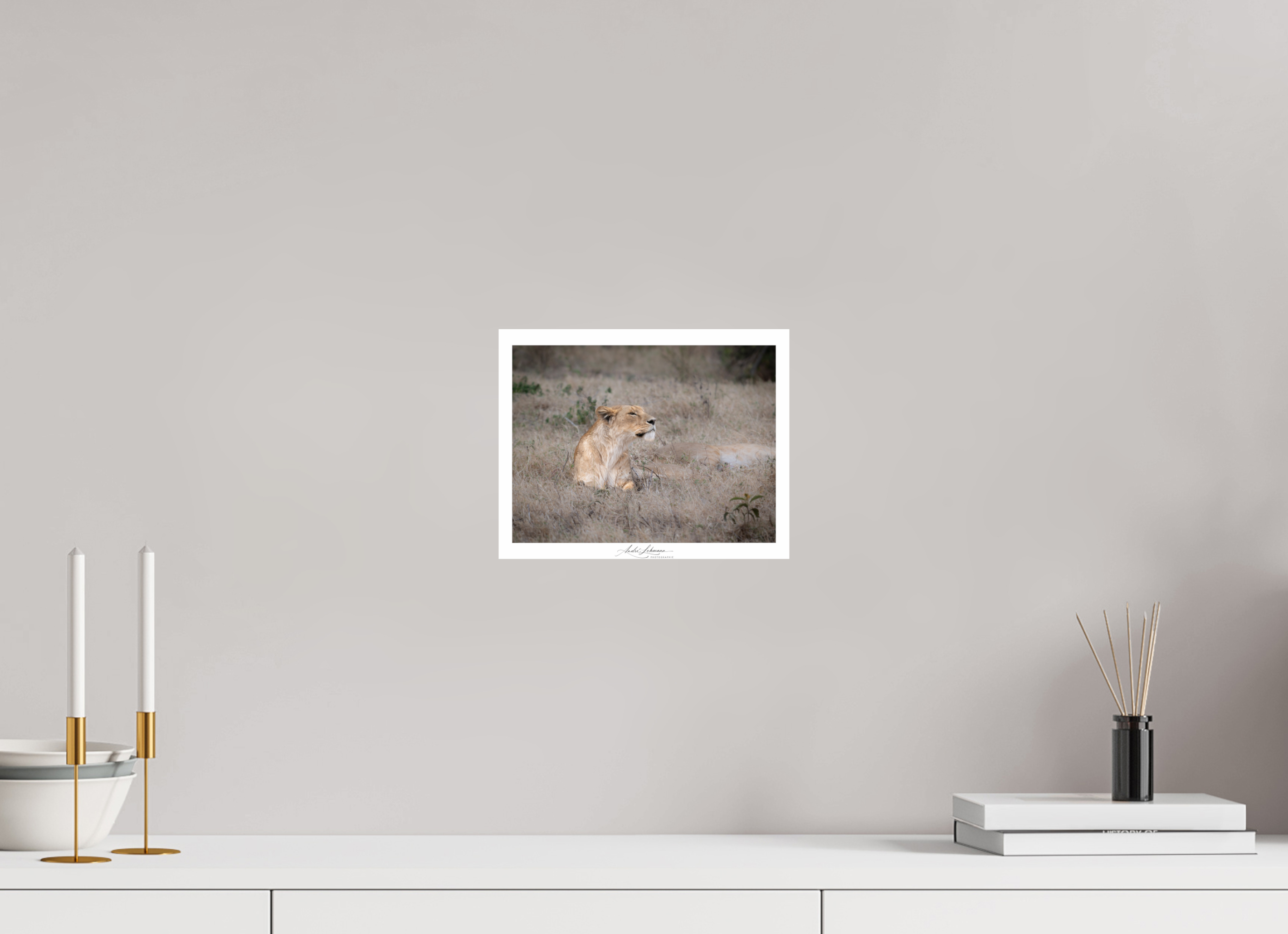 25.3 x 20 cm, Photo Print Under Acrylic Glass An attentive lioness