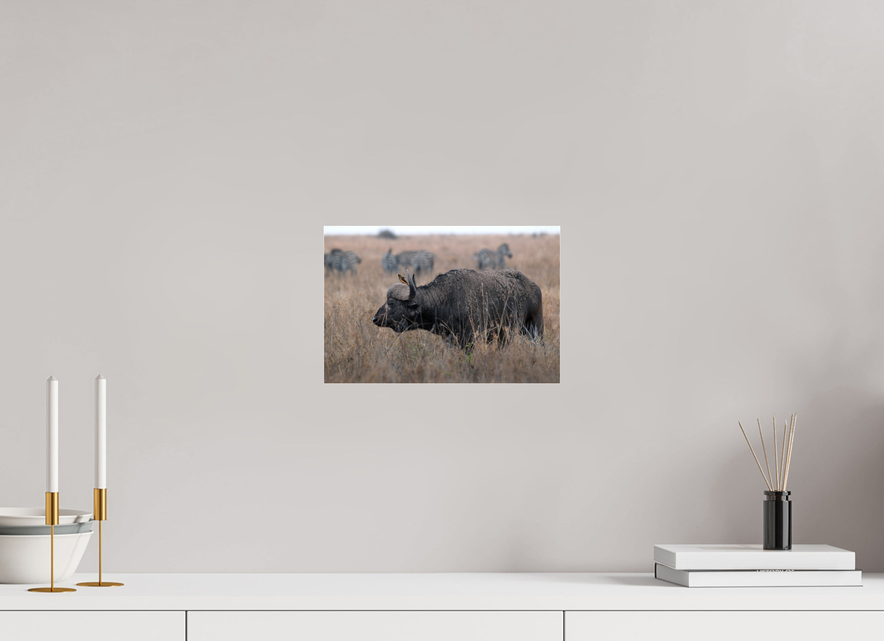 30 x 20 cm, Photo Print Under Acrylic Glass African Buffalo