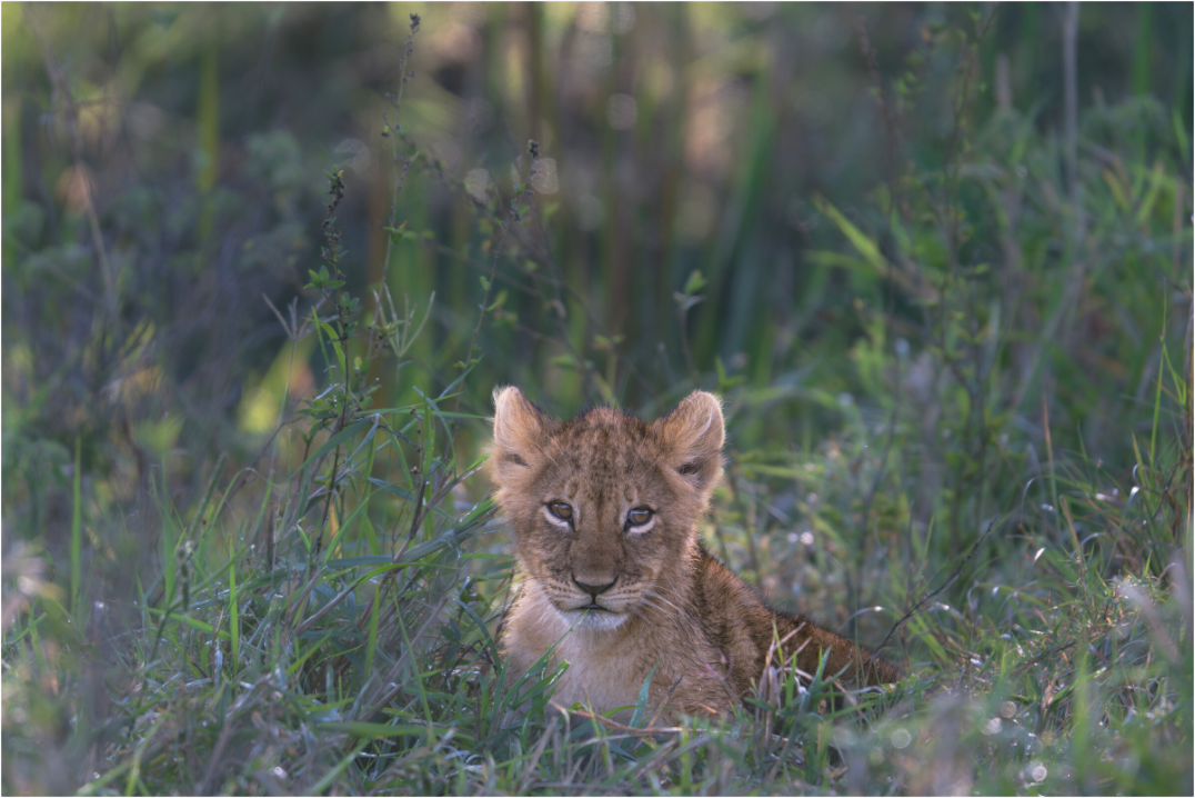 Main image Lionb cub (no frame)