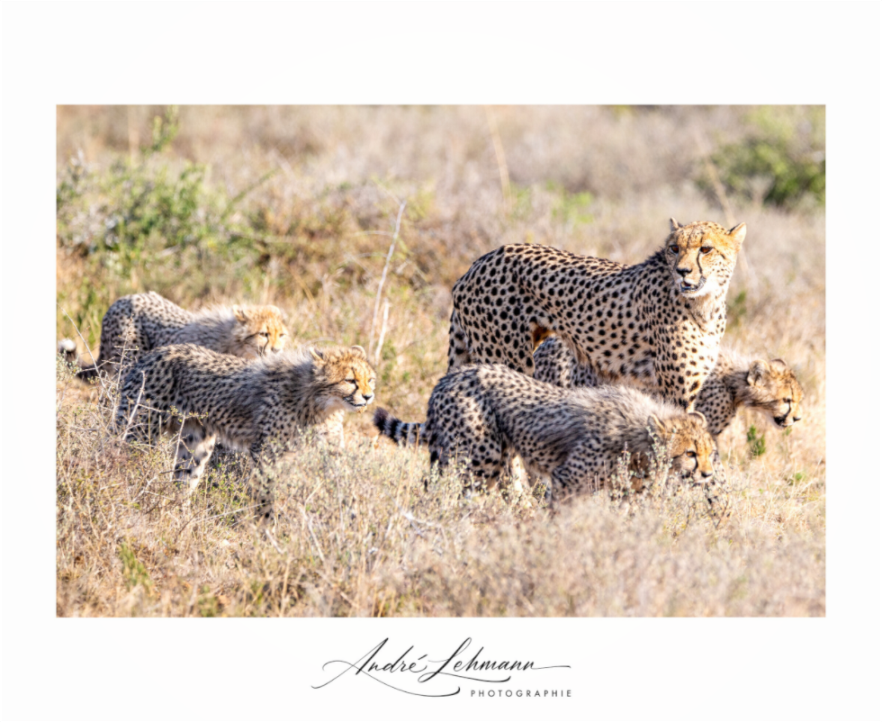 Main image Cheetah and her cubs