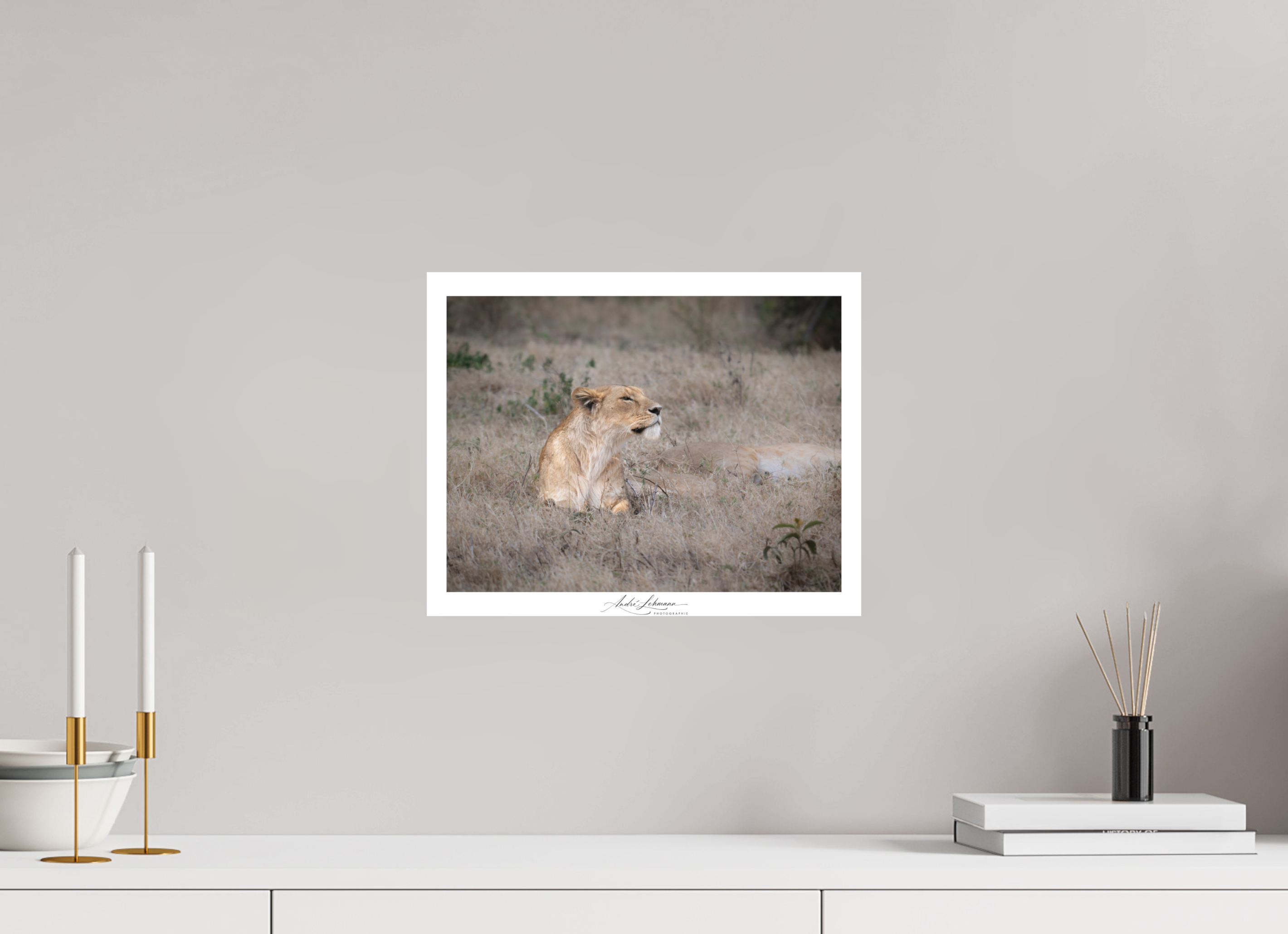 37.9 x 30 cm, Foto-Druck auf Alu-Dibond An attentive lioness (Alu Dibond)