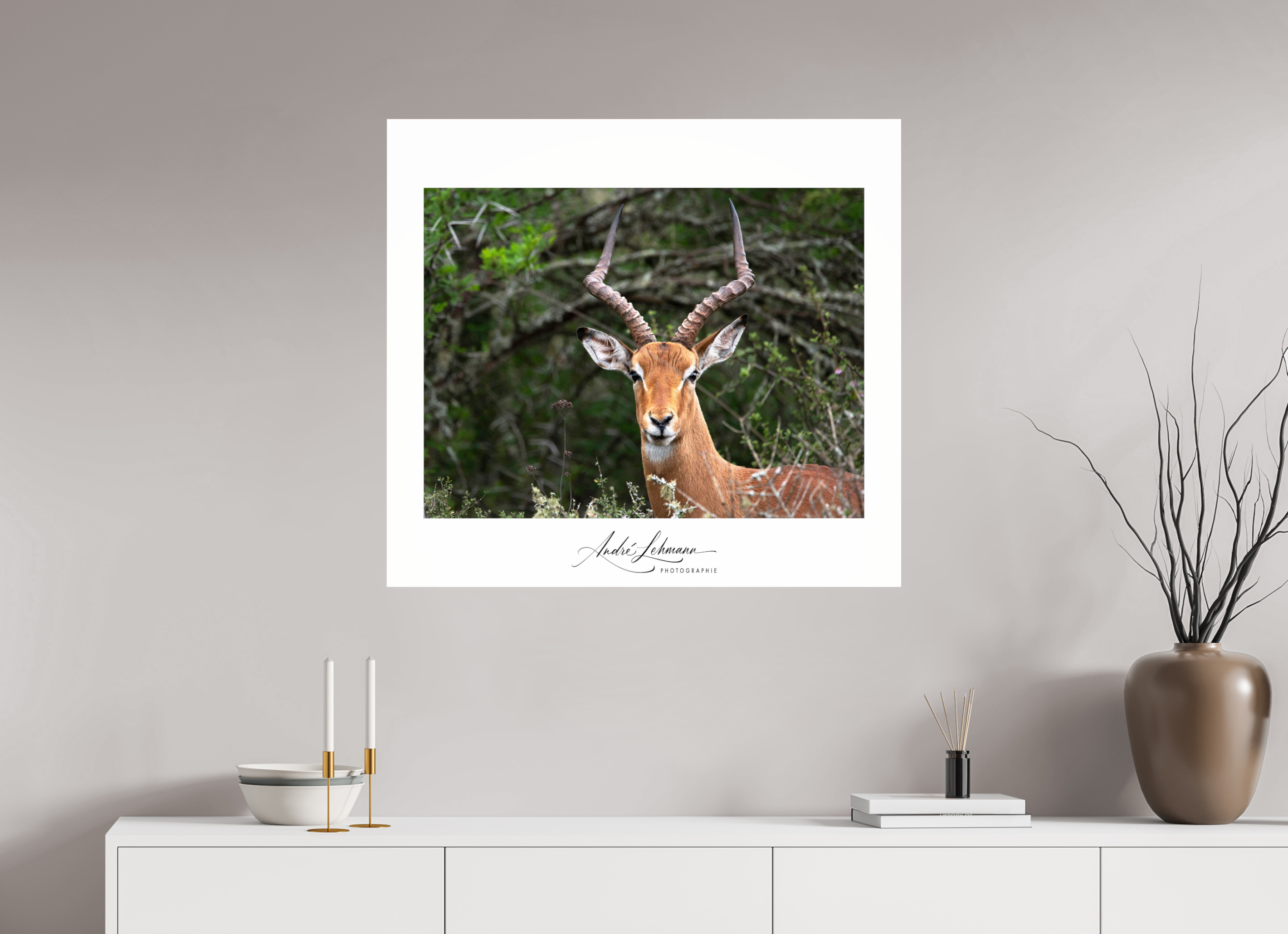 87.9 x 80 cm, Photo Print Under Acrylic Glass Impala