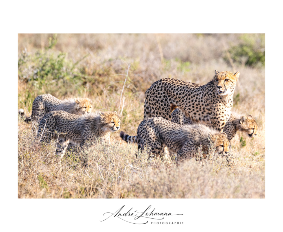 Main image Cheetah and her cubs