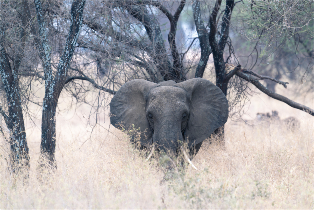 Main image Elephant in the Savanna (no frame)