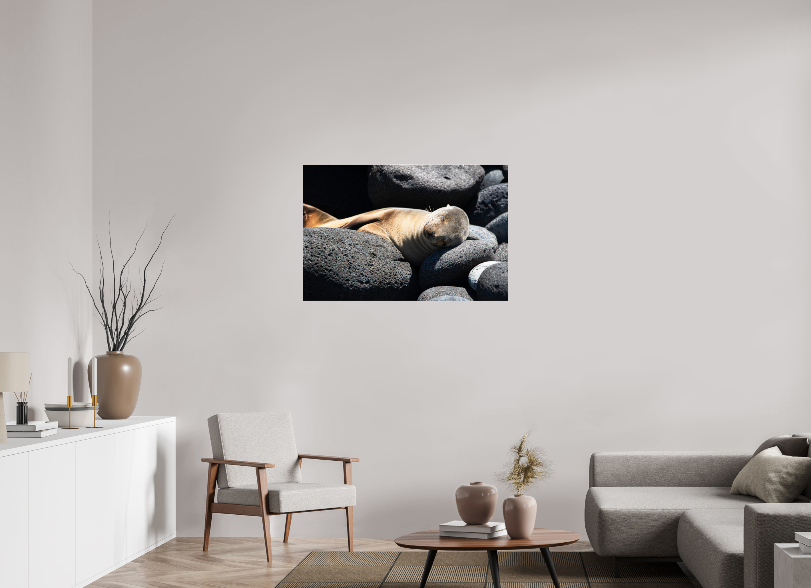 105 x 70 cm, Photo Print Under Acrylic Glass Galapagos Sea Lion