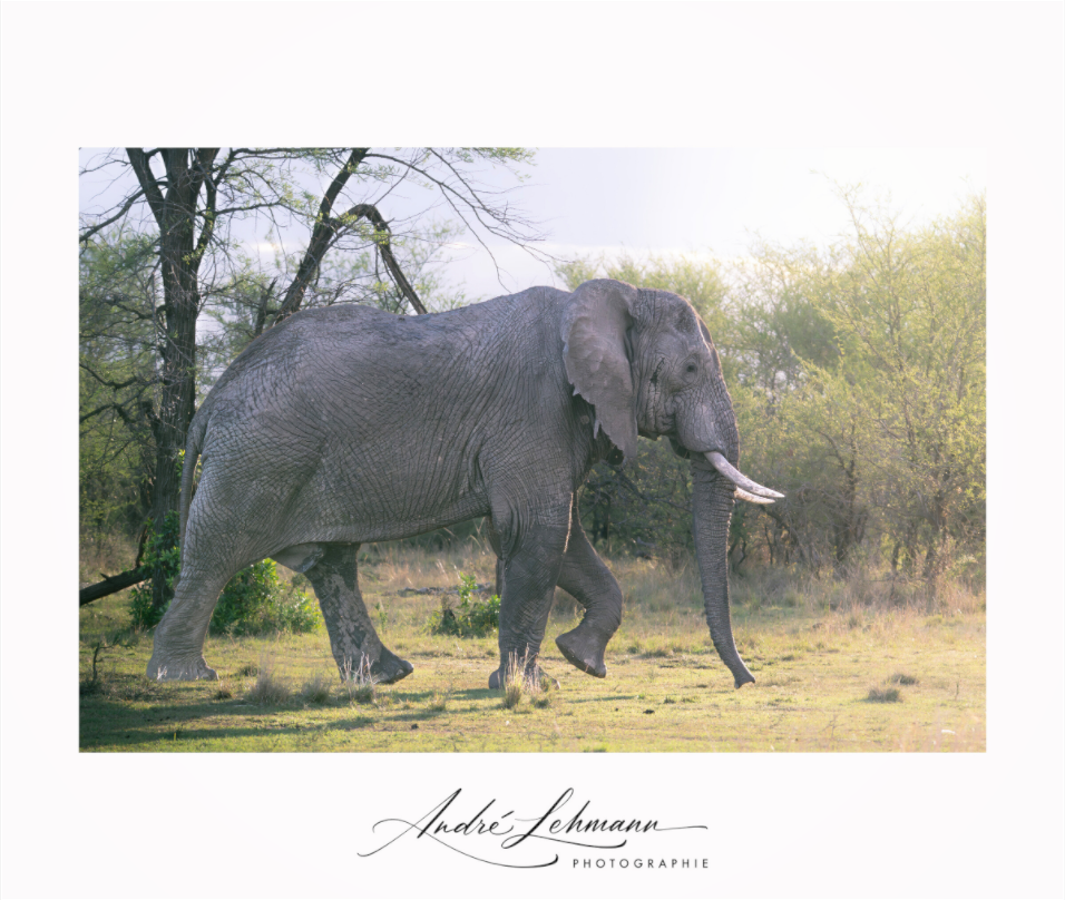 Main image Walking giant