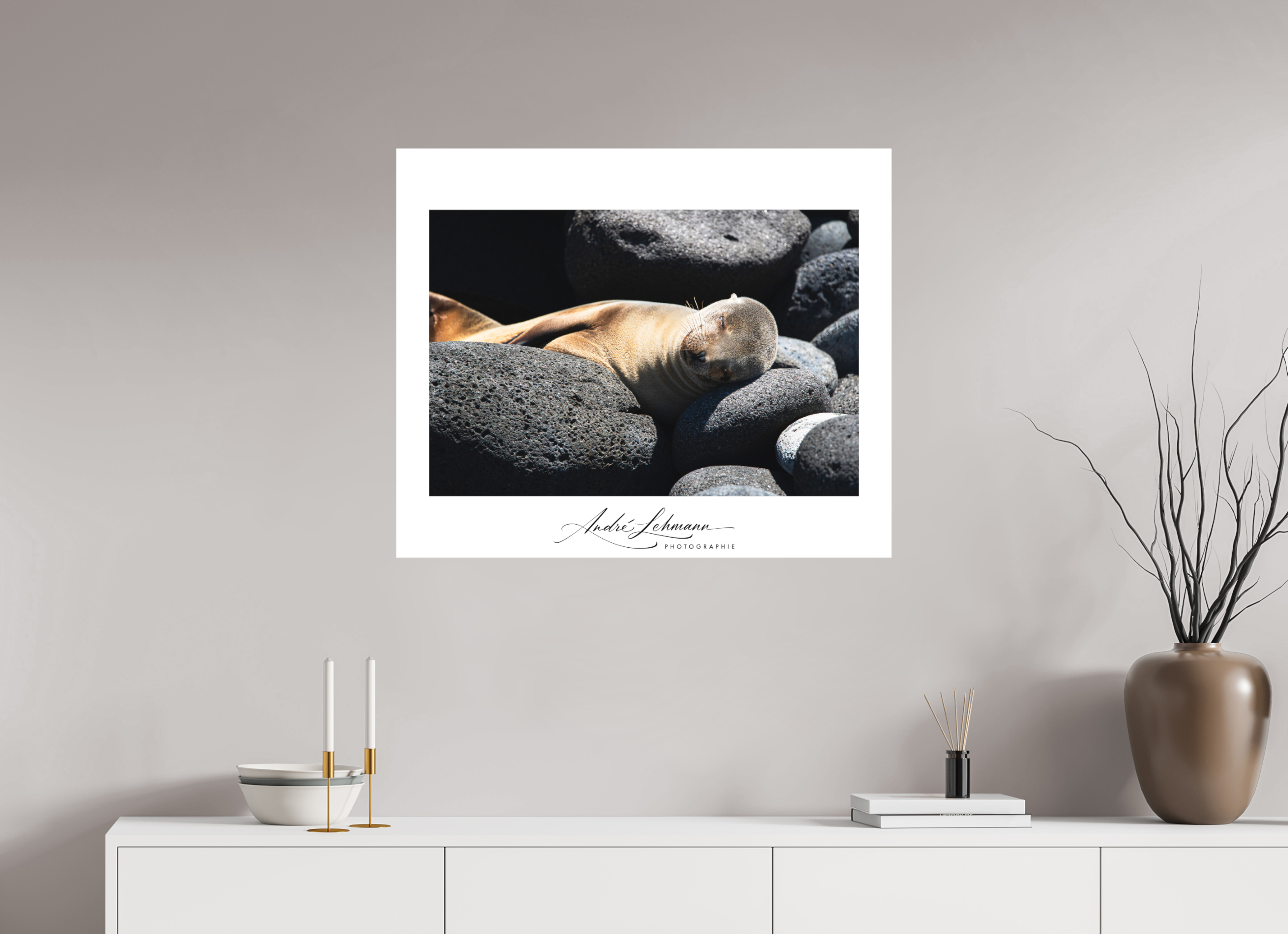84.7 x 70 cm, Foto-Druck auf Alu-Dibond Galapagos Sea Lion