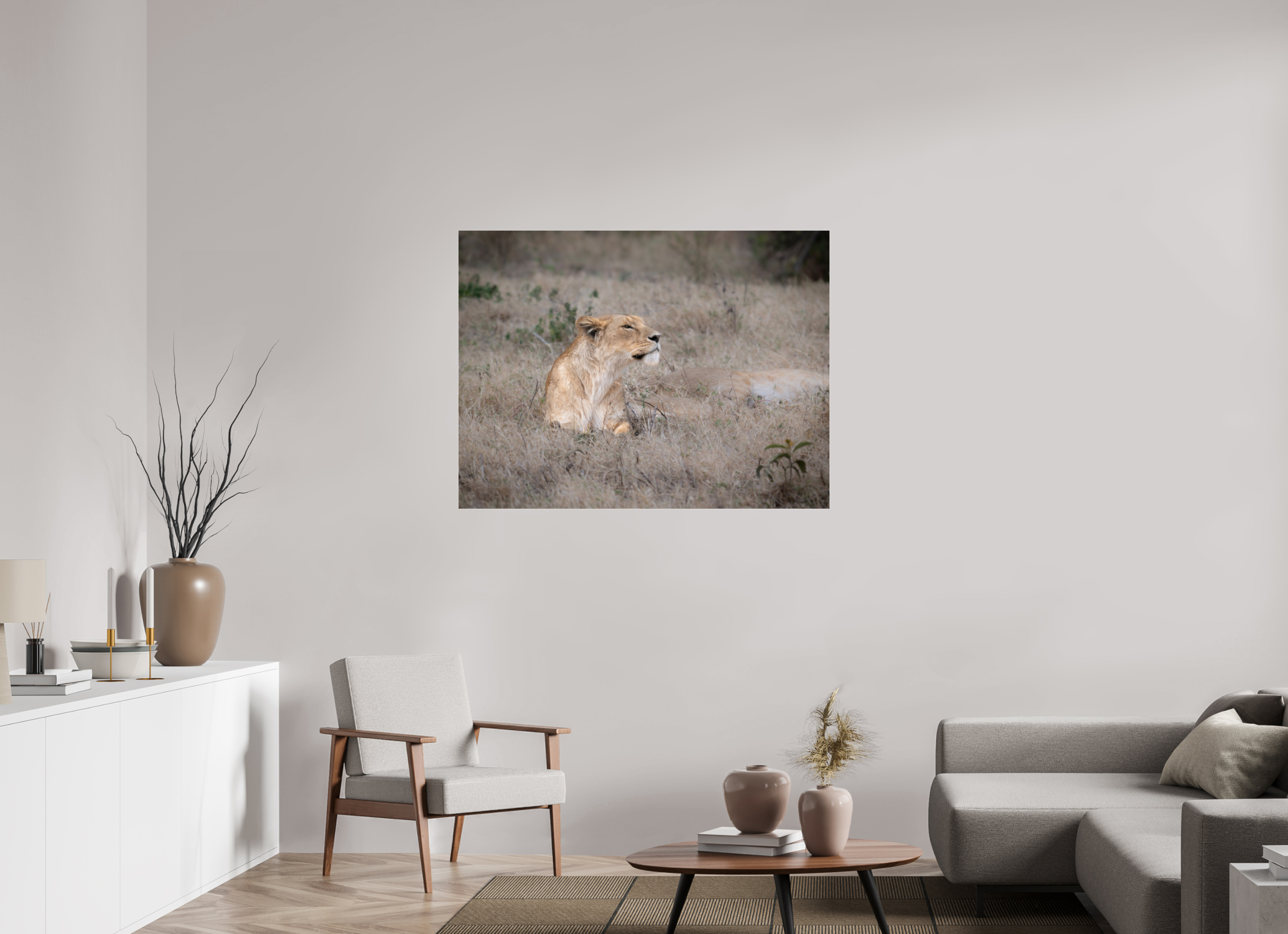 120 x 90 cm, Photo Print Under Acrylic Glass An attentive lioness (No frame)