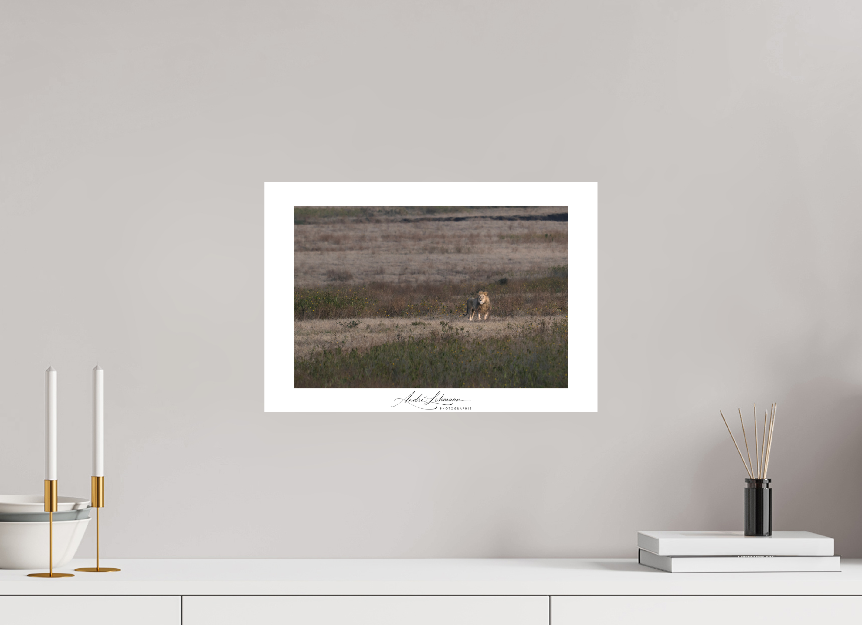 43.4 x 30 cm, Foto-Druck auf Alu-Dibond A lion surveys its territory (Alu dibond)