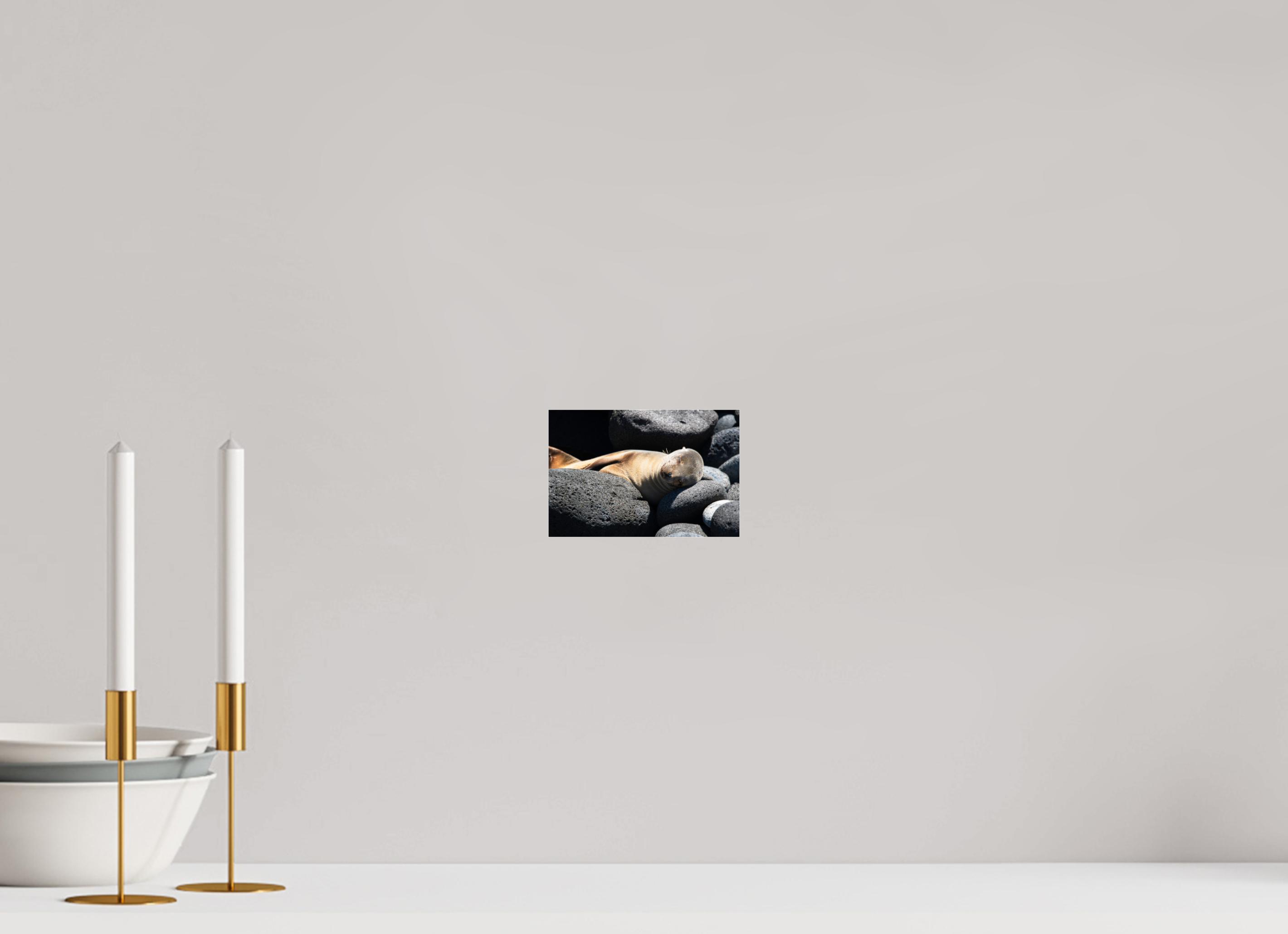 15 x 10 cm, Photo Print Under Acrylic Glass Galapagos Sea Lion