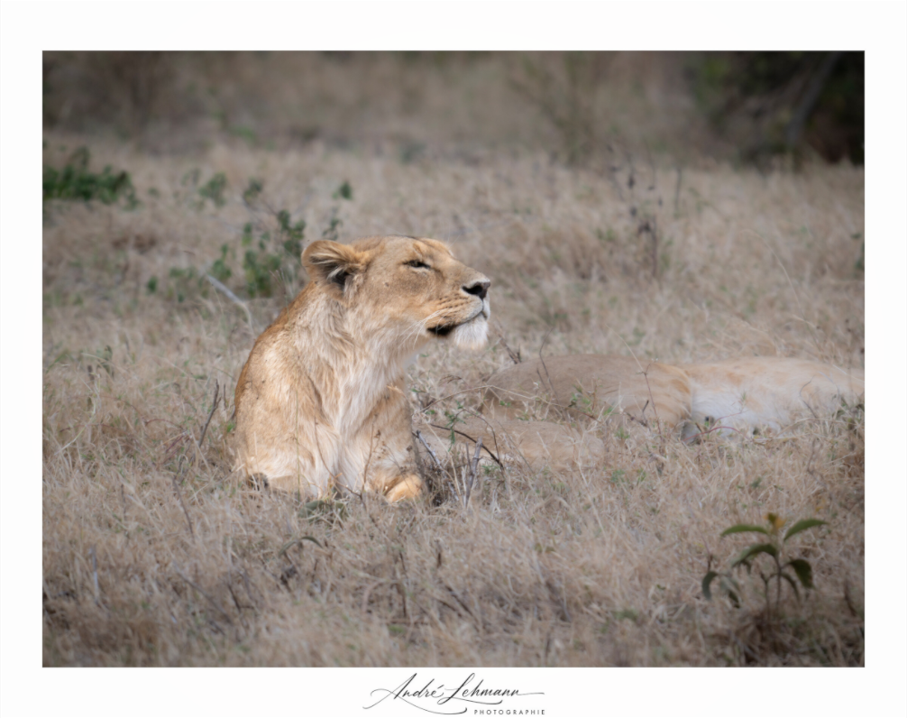 Main image An attentive lioness