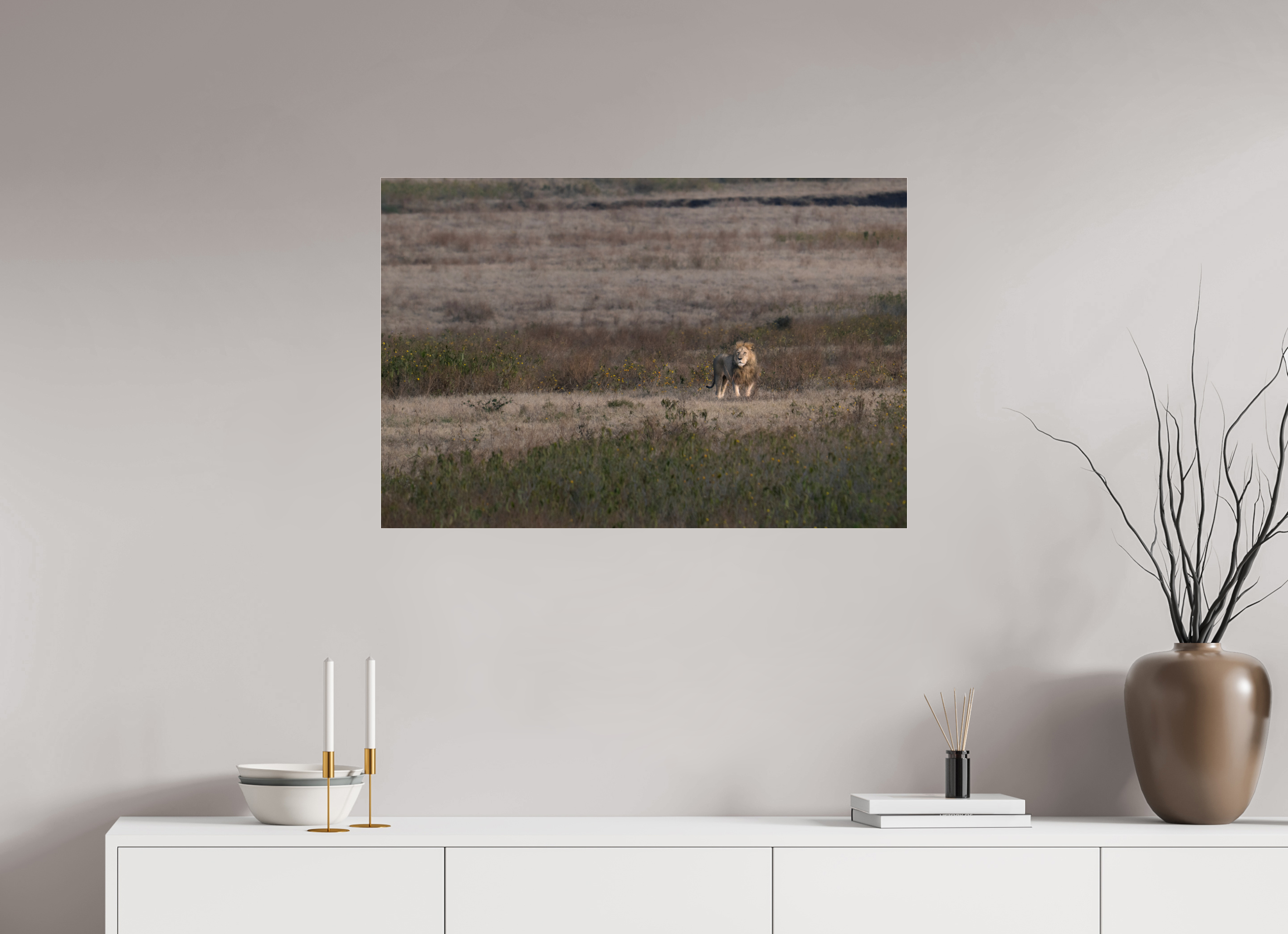 90 x 60 cm, Photo Print Under Acrylic Glass A lion surveys its territory (no frame)