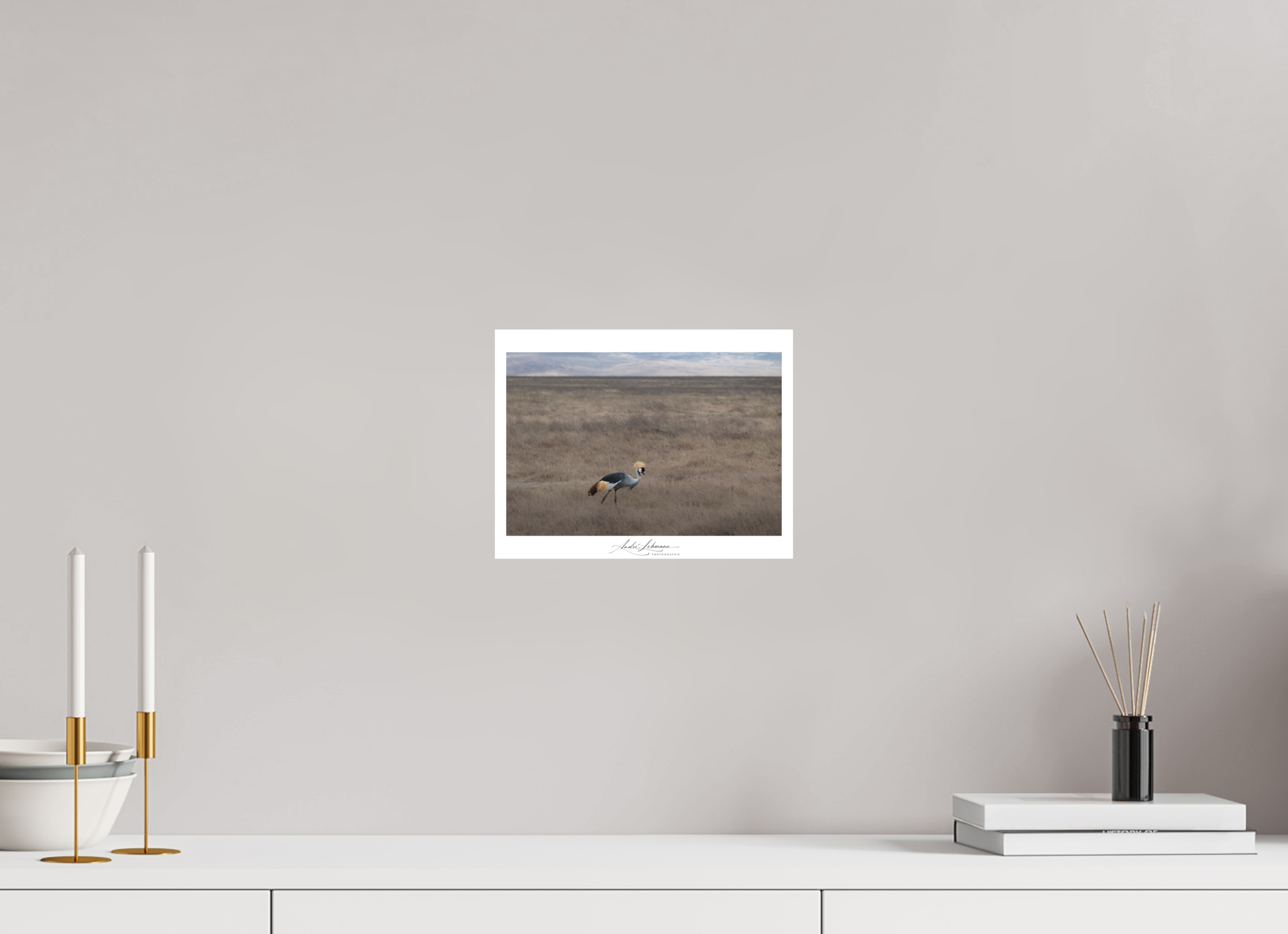 26 x 20 cm, Foto-Druck auf Alu-Dibond Grey crowned Crane (Alu Dibond)