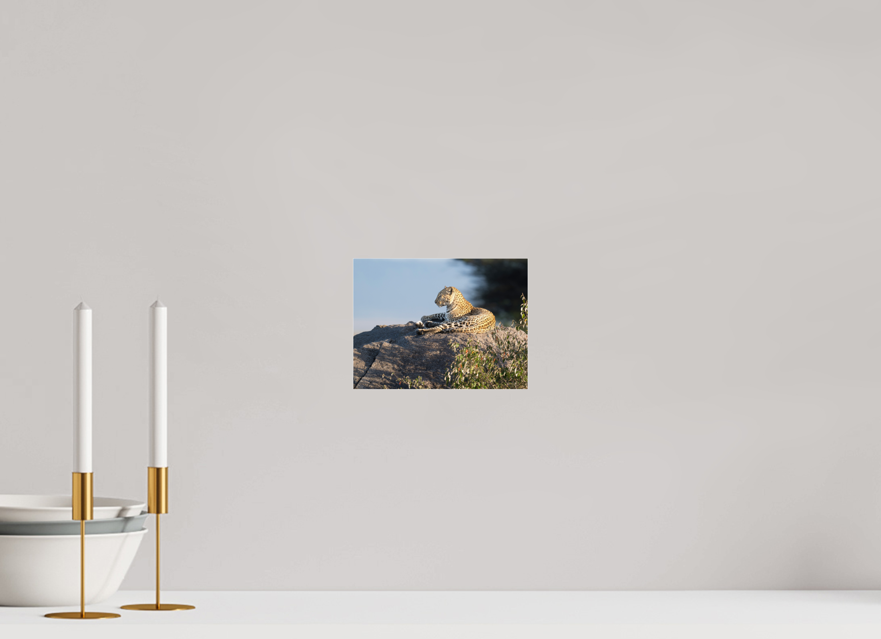20 x 15 cm, Photo Print Under Acrylic Glass Leopard scanning the horizon