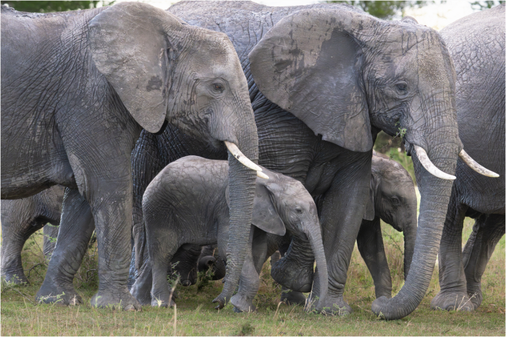 Main image Elephant calf